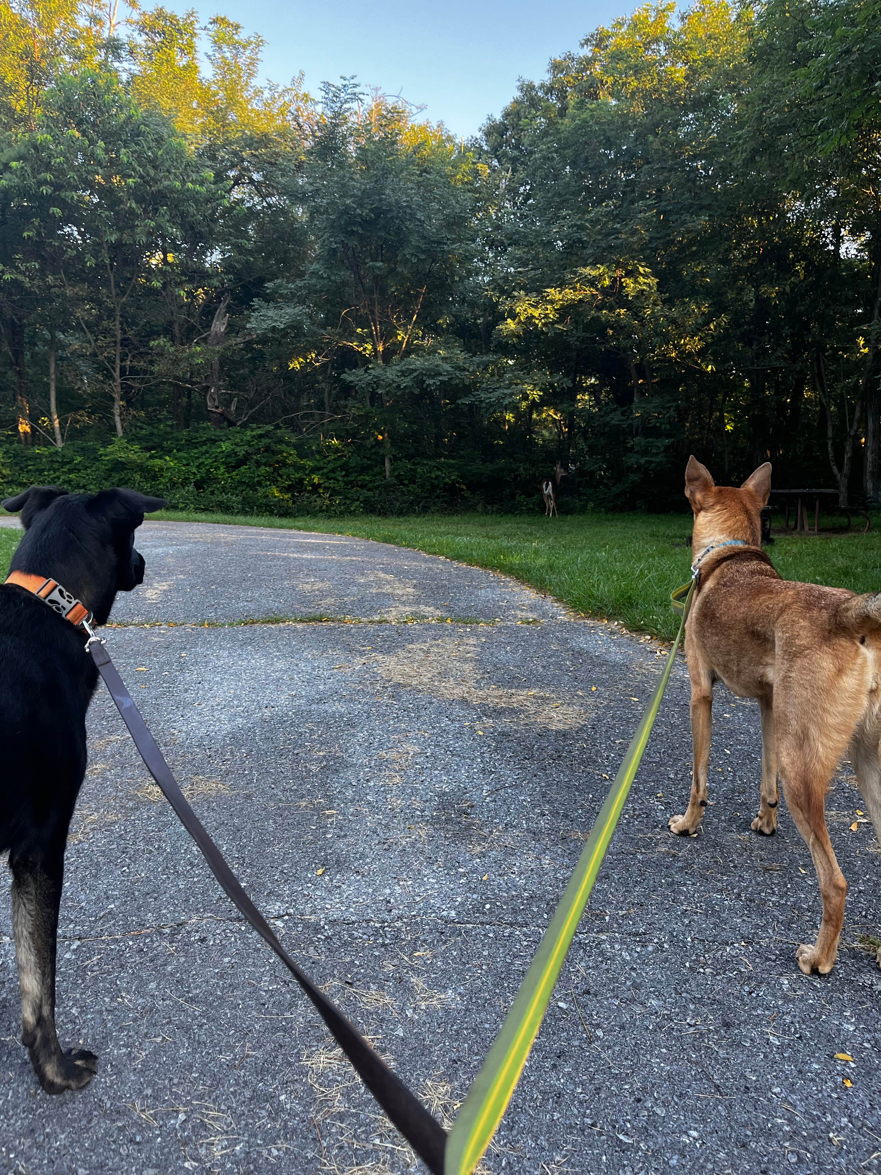 Matthew F.'s photo of camping with pets at Loft Mountain Campground — Shenandoah National Park near Hinton, VA
