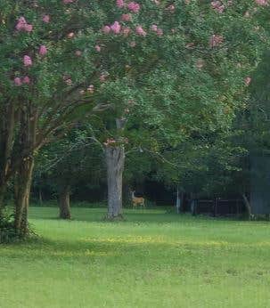 Camper-submitted photo at 20 private acres in Woodland, GA near Ellerslie, GA