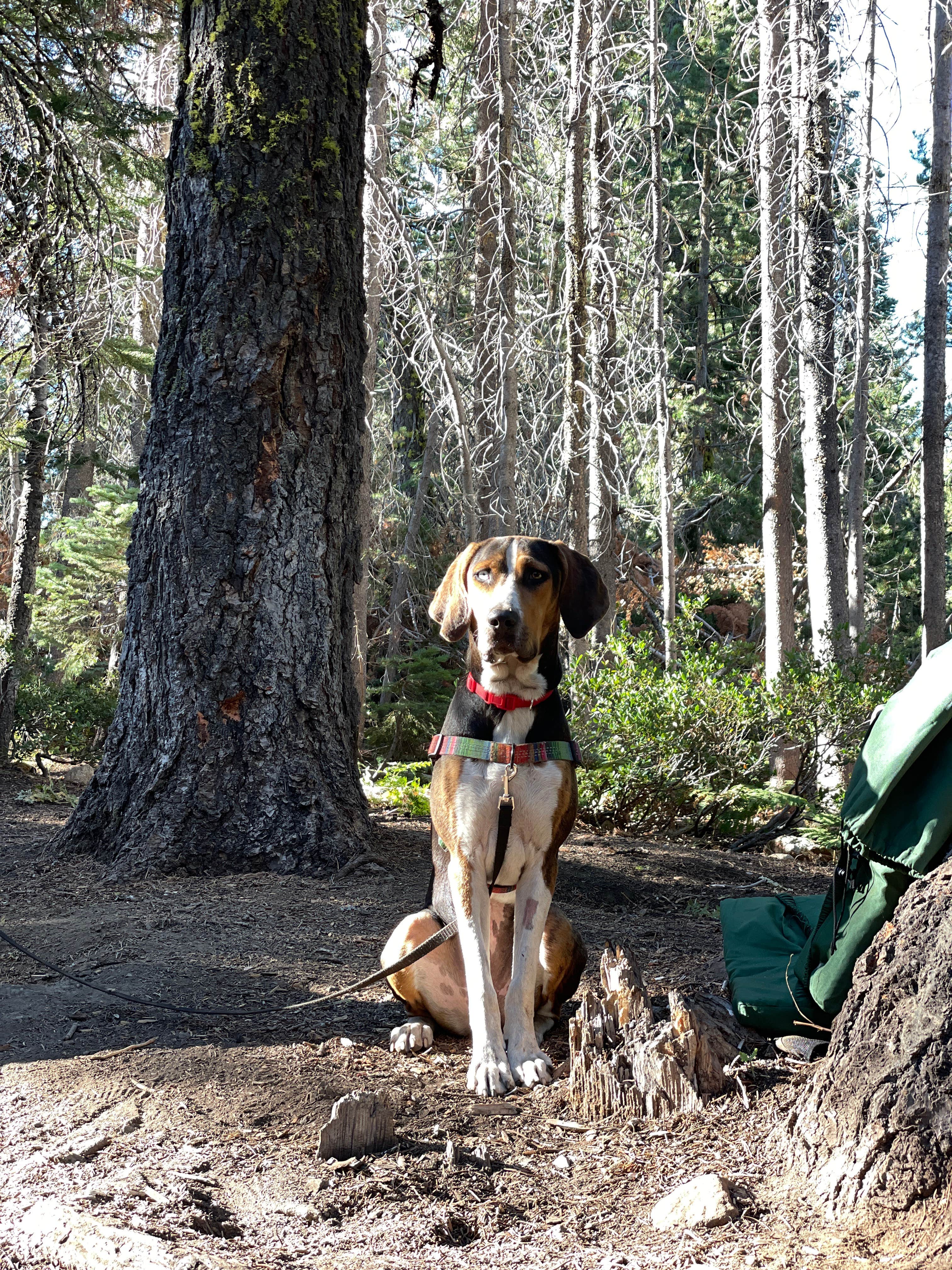 Sarah M.'s photo of camping with pets at Loon Lake near Tahoma, CA