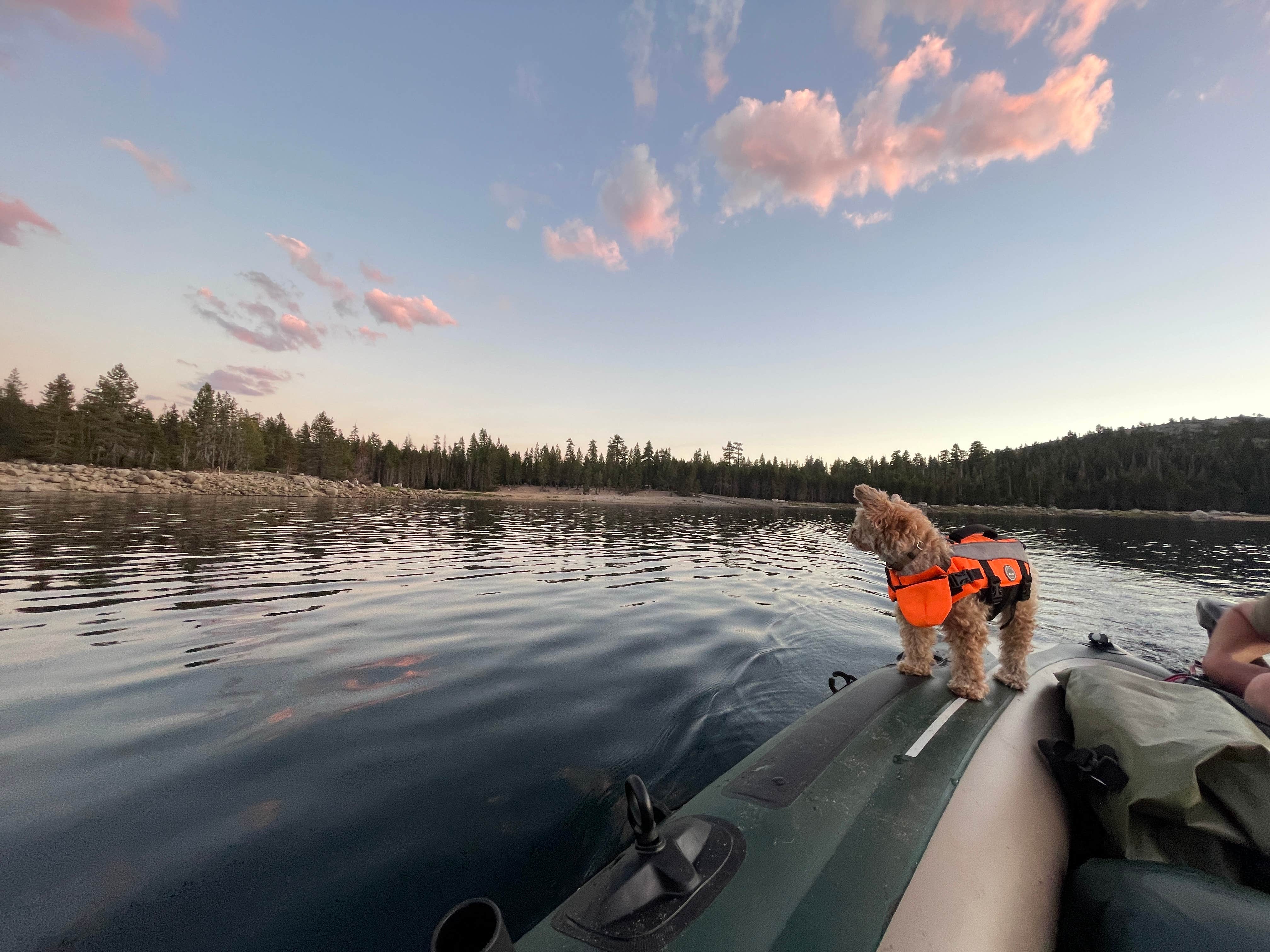 Sarah M.'s photo of camping with pets at Loon Lake near Lake Tahoe Basin Management Unit