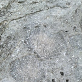 The gorge adjacent to the campground is full of fossils like this.
