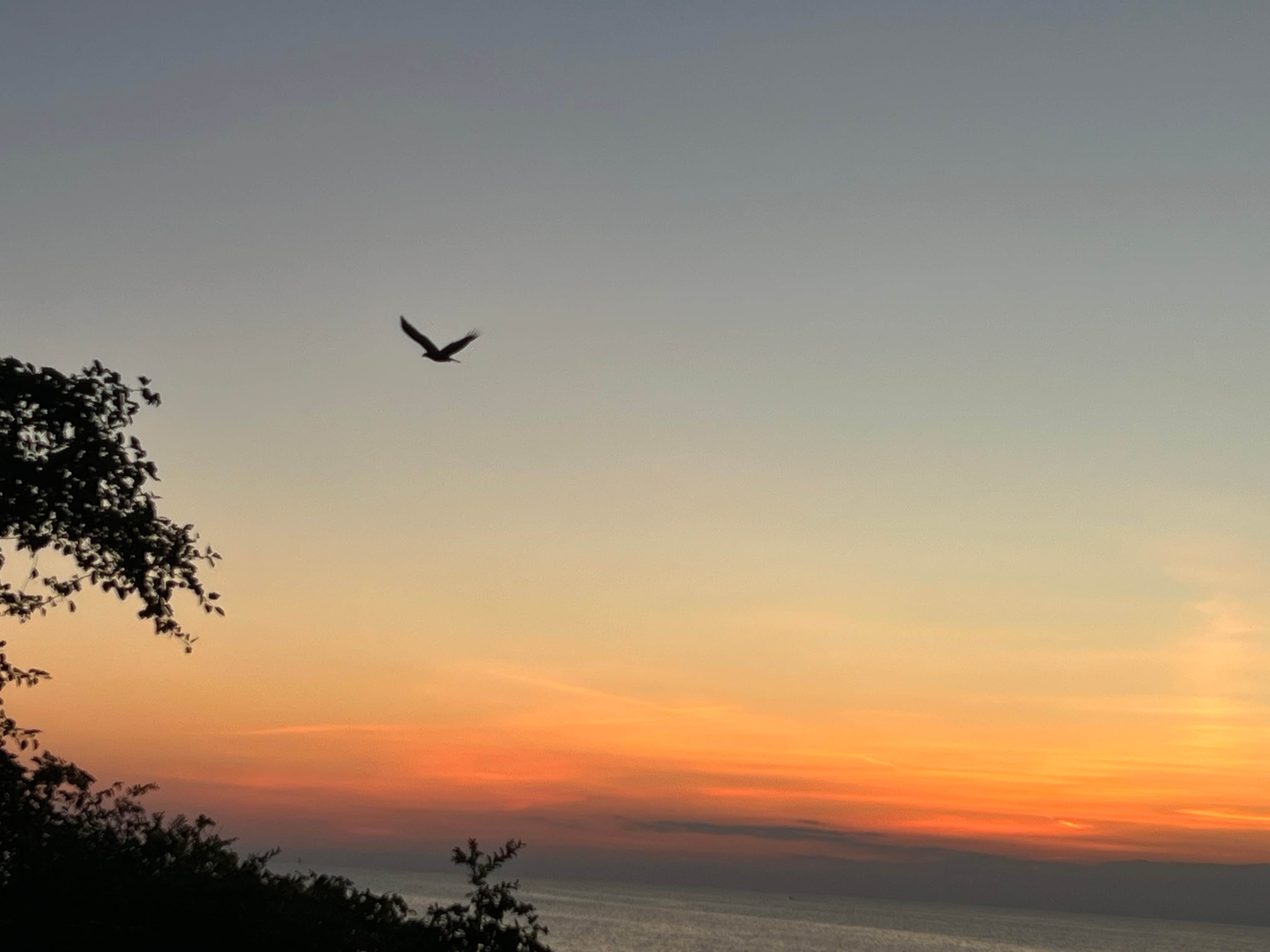 Camper submitted image from Lake Erie Bluffs - 3