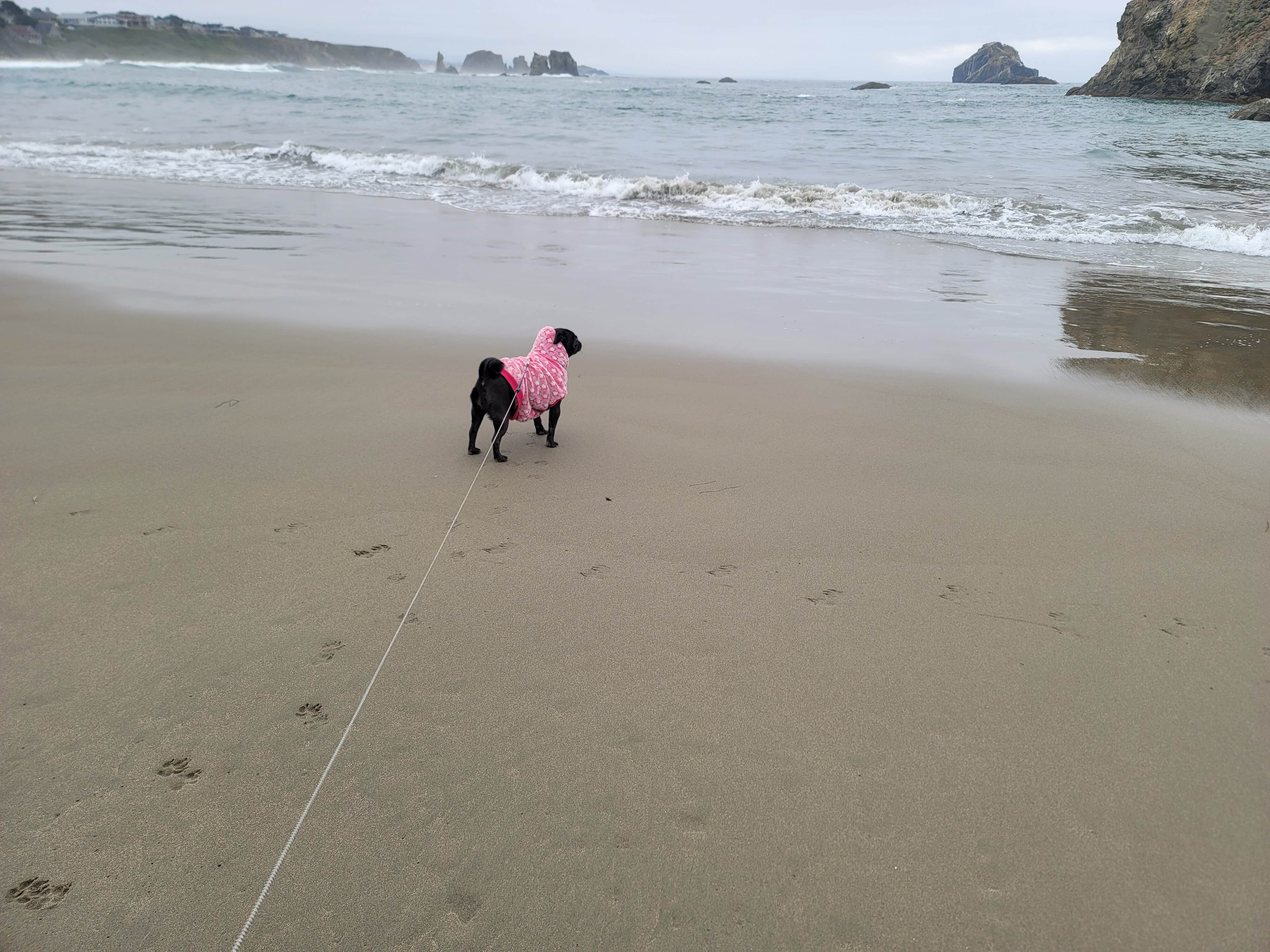 Marina's photo of camping with pets at Bullards Beach State Park Campground near Coos Bay, OR