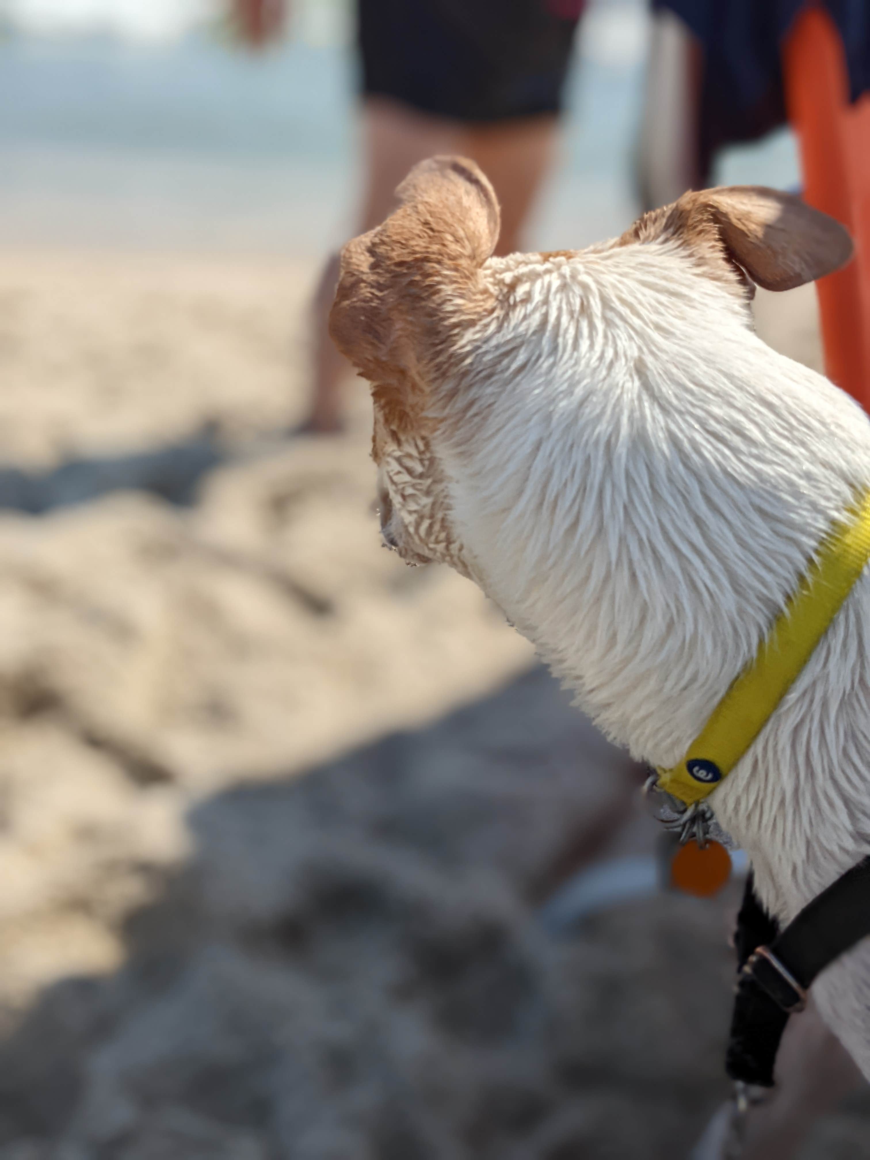 Mark's photo of camping with pets at Delaware Seashore State Park Campground near Rehoboth Beach, DE