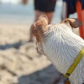 Review photo of Delaware Seashore State Park Campground by Mark , September 1, 2022