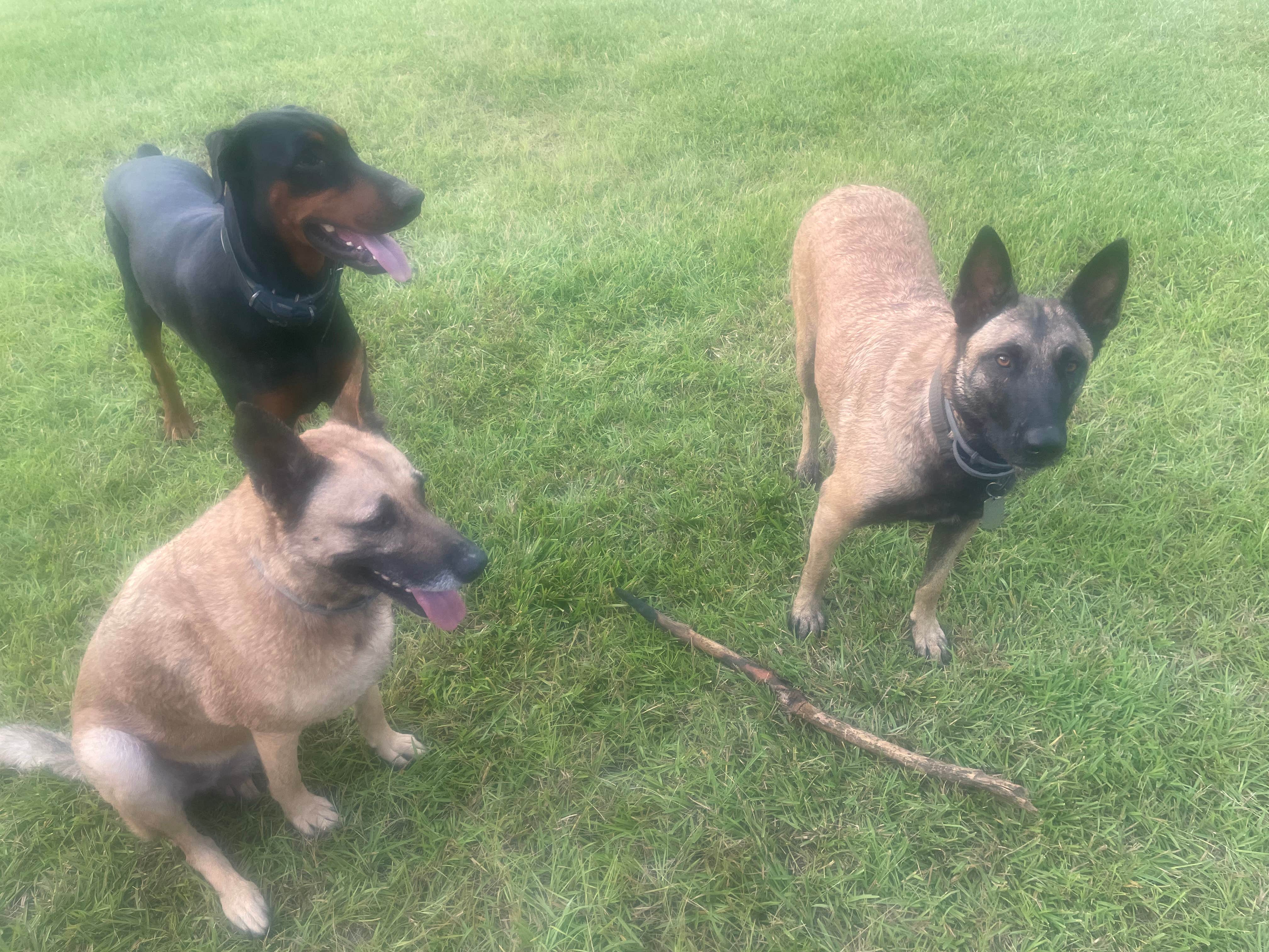 Jamie B.'s photo of camping with pets at Creekside Farm Co. near Gulfport, MS