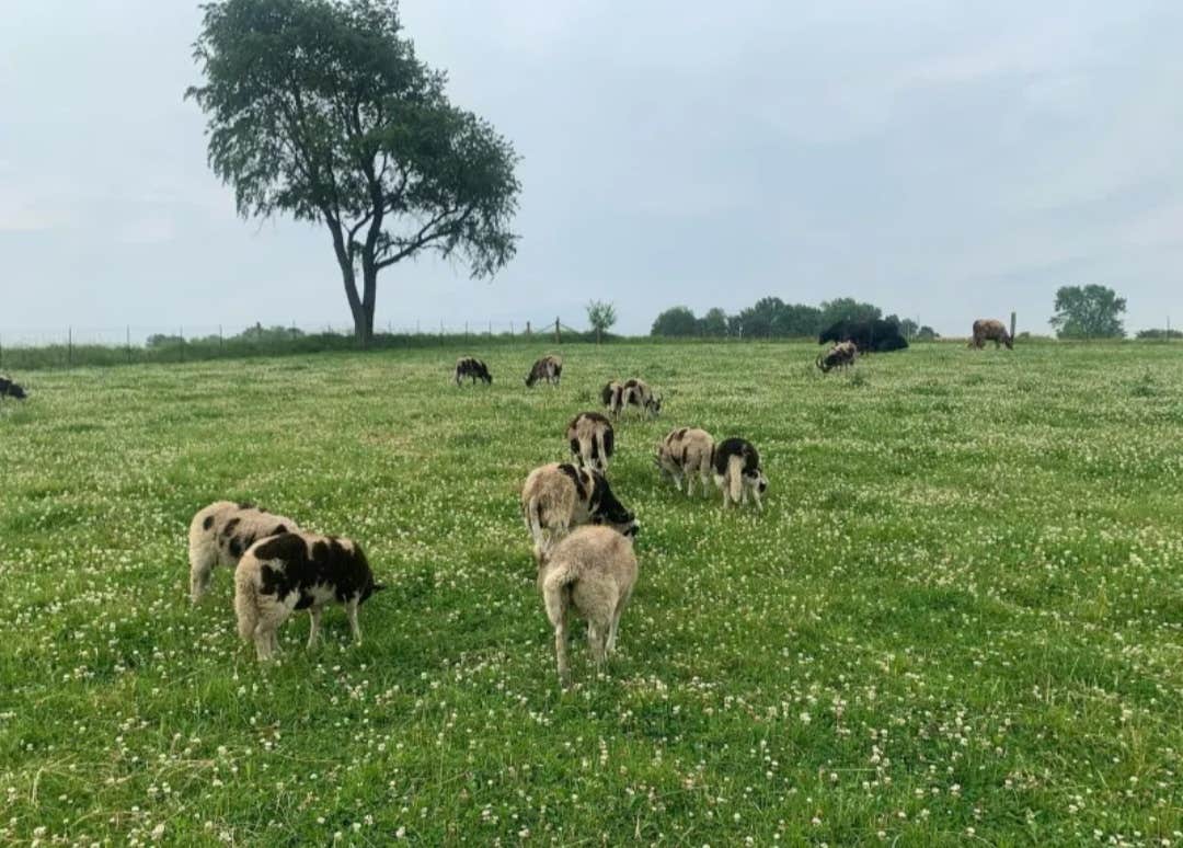 Camper-submitted photo at Goatland near Dodgeville, WI