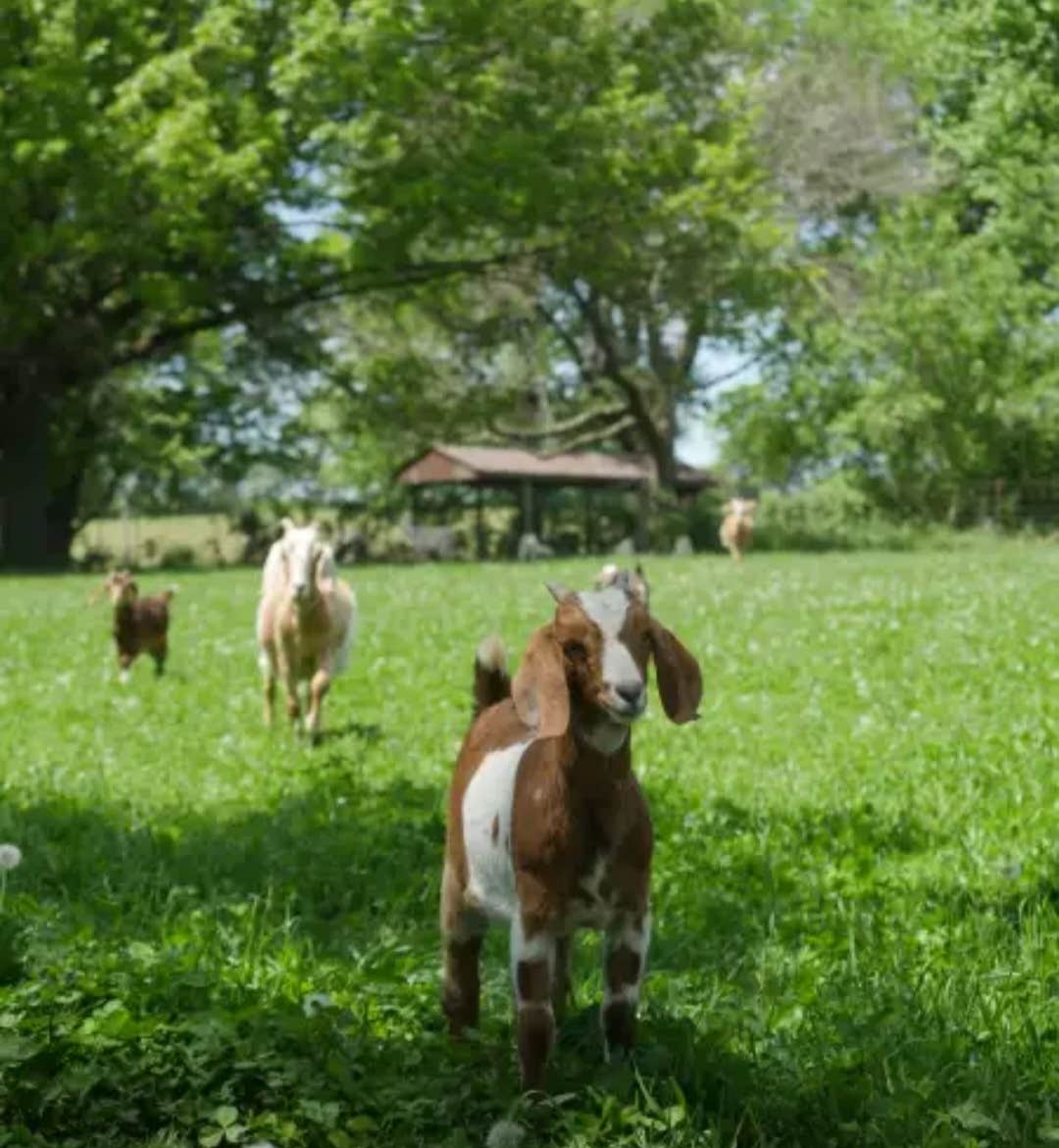 Camper-submitted photo at Goatland near Dodgeville, WI