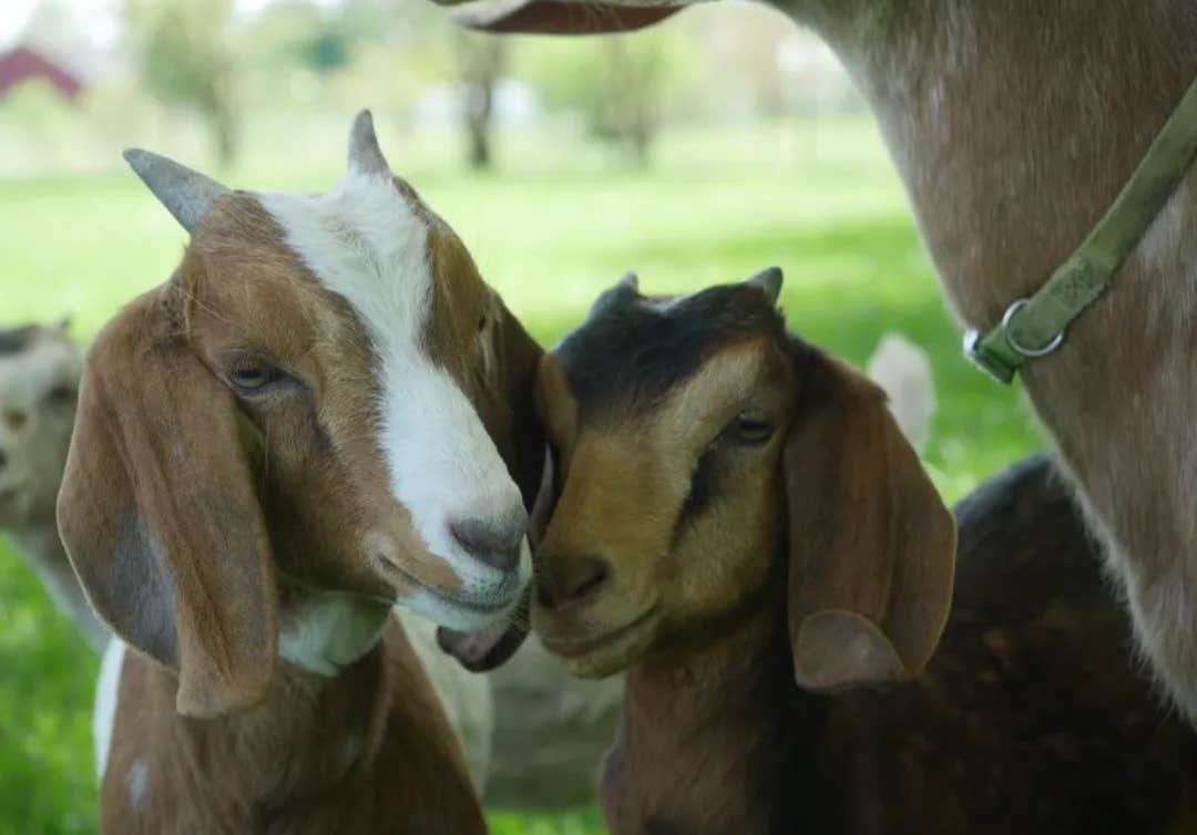 Camper-submitted photo at Goatland near Dodgeville, WI