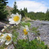 Review photo of Mazama Village Campground — Crater Lake National Park by MARY K., September 1, 2022