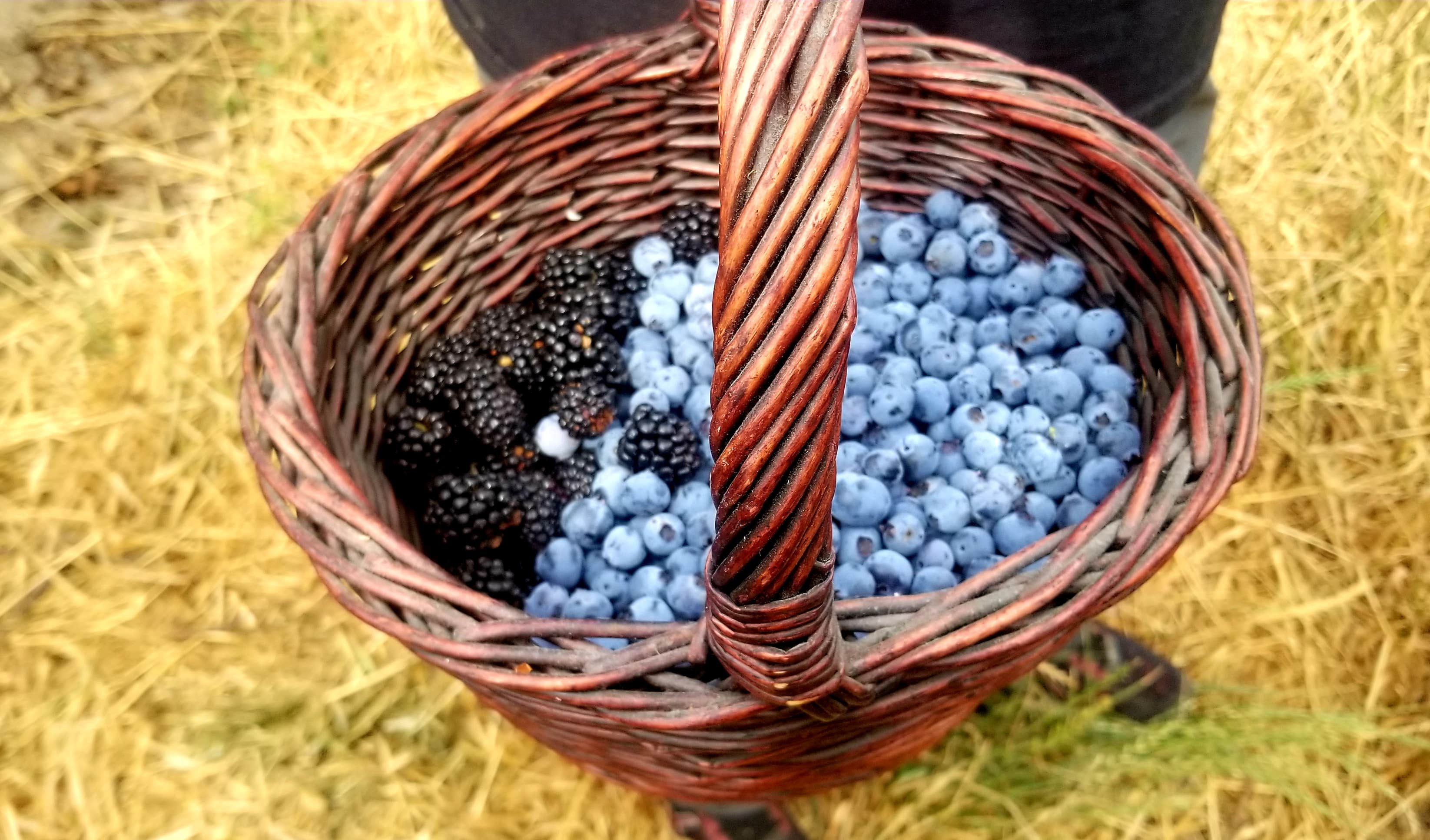 Camper-submitted photo at Rancho Notso near Stratford, CA