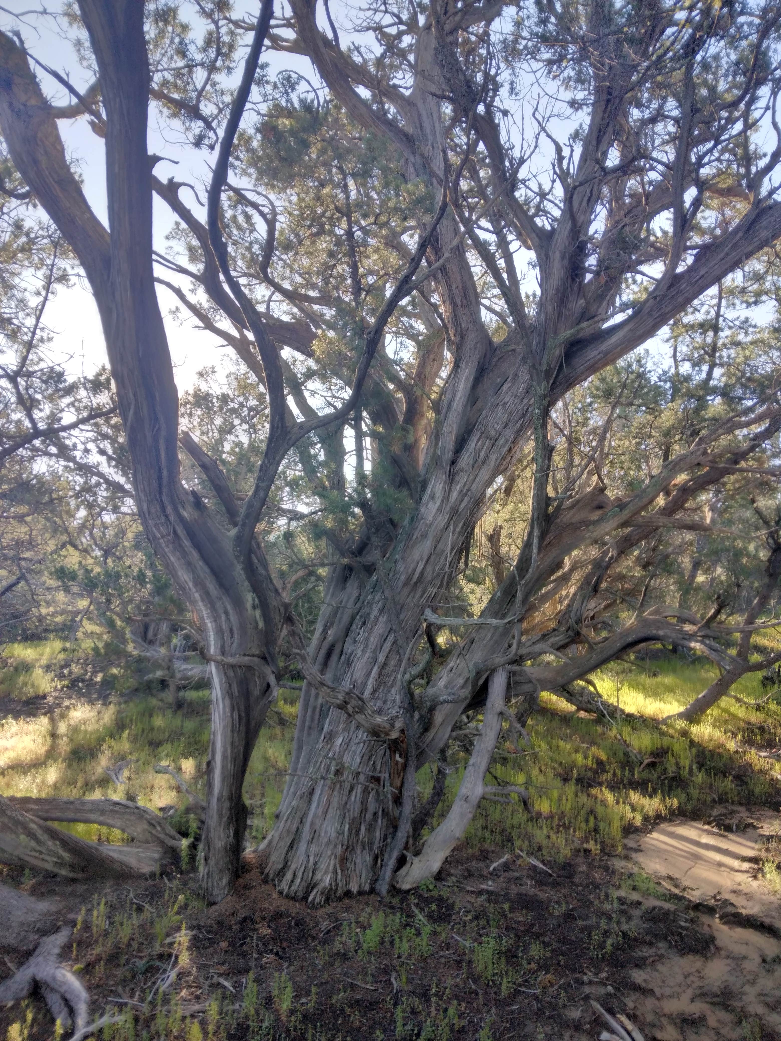 Camper-submitted photo at 4 R's Primitive camping near Pinehill, NM