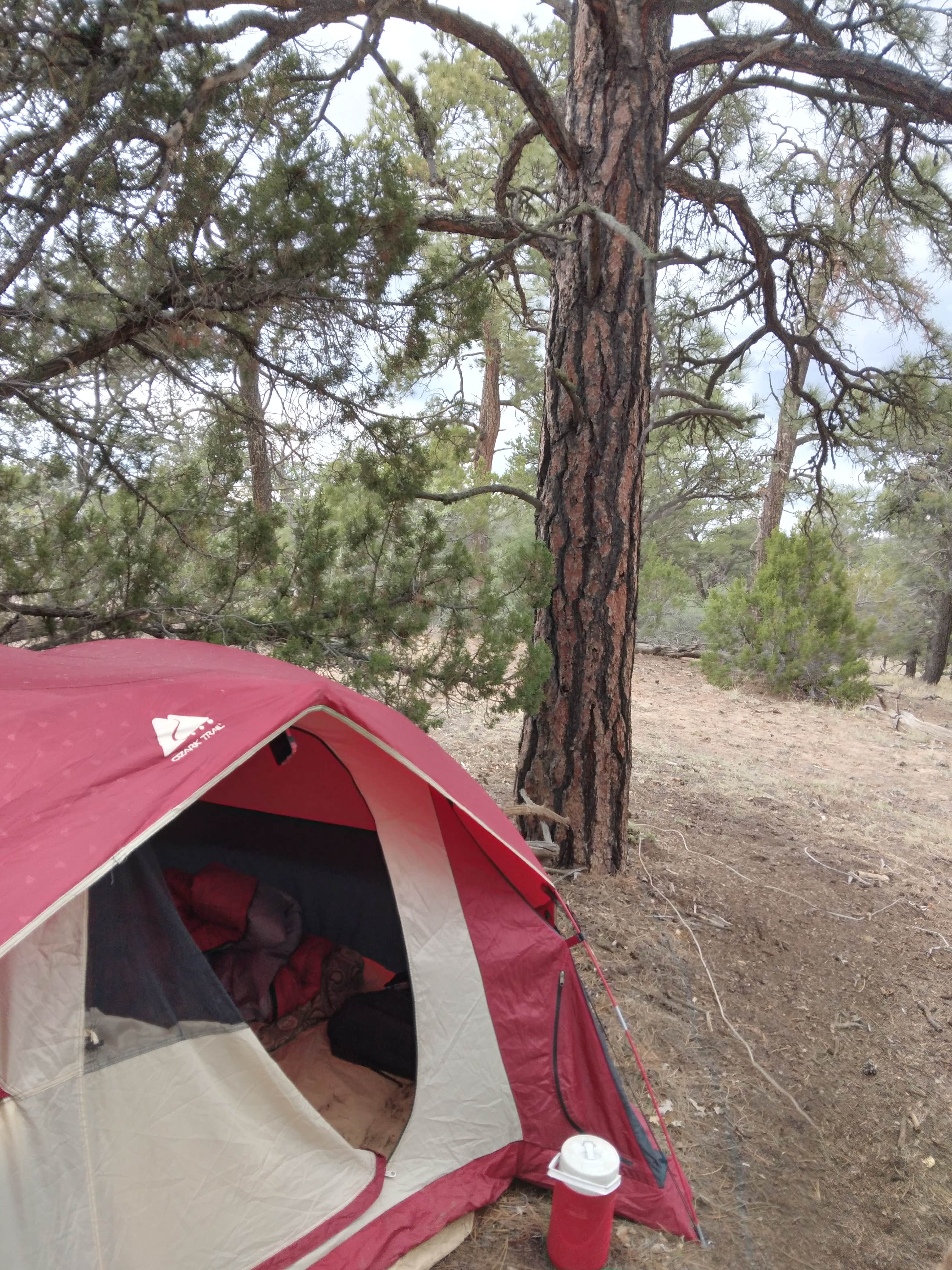 SicSense _.'s photo of tent camping at 4 R's Primitive camping near Pinehill, NM