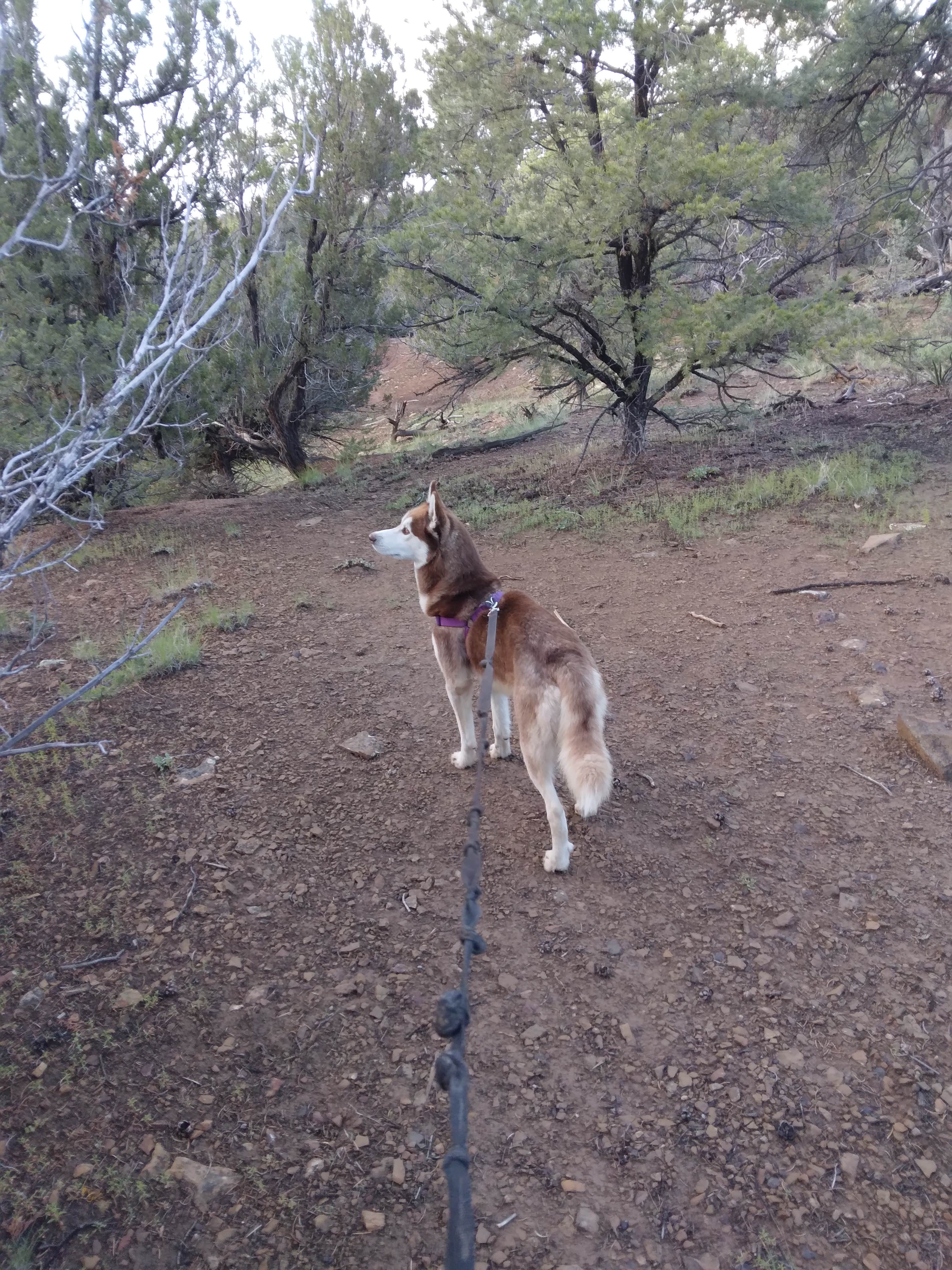 Camper-submitted photo at 4 R's Primitive camping near Pinehill, NM