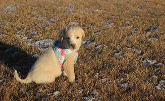 Kayla C.'s photo of camping with pets at Crescent Lake Campground near Chemult, OR