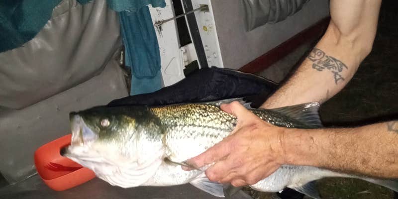 Camper submitted image from Driftwood RV Fishing Resort