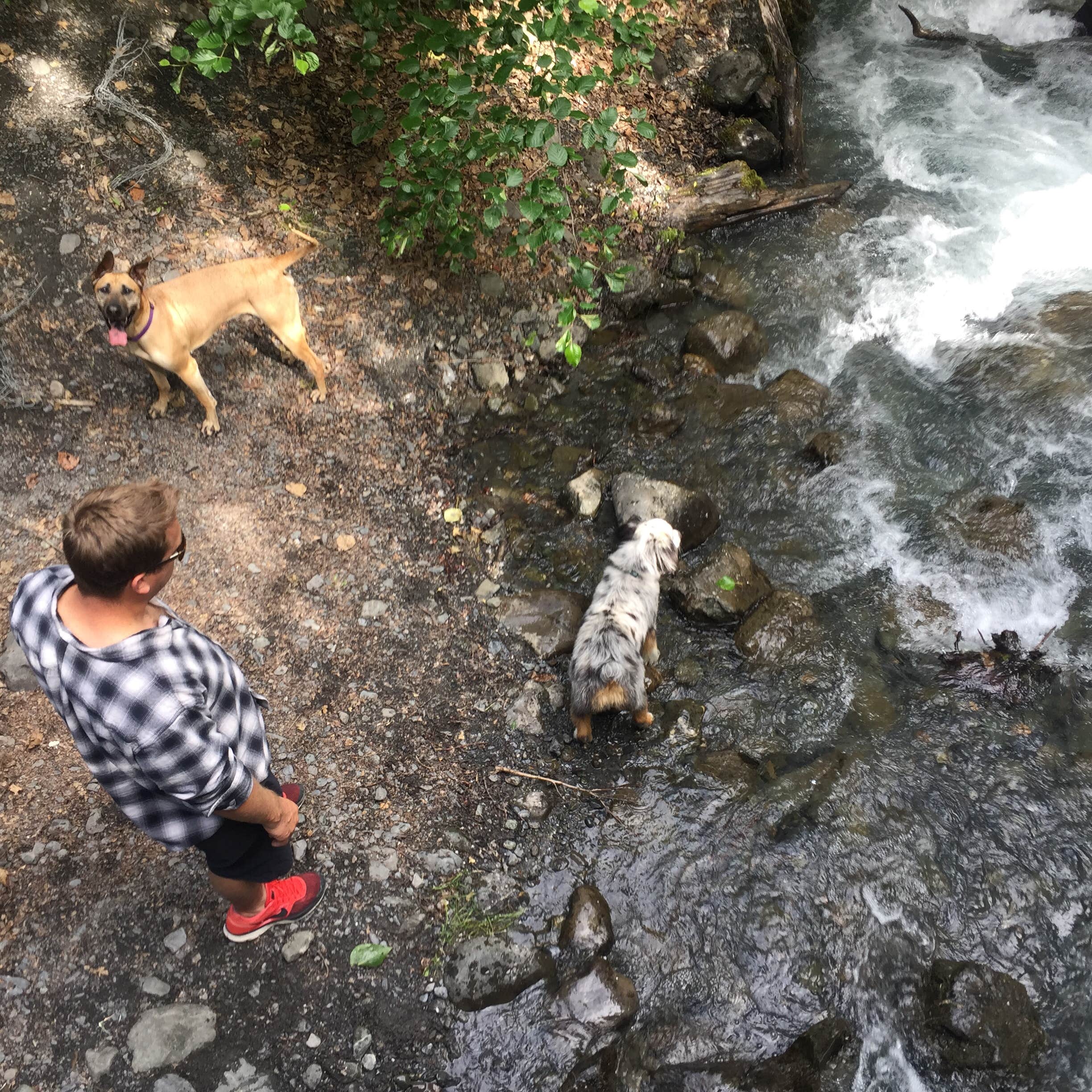 Sierra  S.'s photo of camping with pets at Eklutna Lake Campground — Chugach State Park near Girdwood, AK
