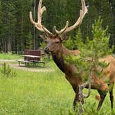 Review photo of Bridge Bay Campground — Yellowstone National Park by tiffany H., September 3, 2022