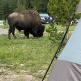 Review photo of Bridge Bay Campground — Yellowstone National Park by tiffany H., September 3, 2022