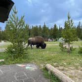 Review photo of Bridge Bay Campground — Yellowstone National Park by tiffany H., September 3, 2022