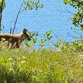 Review photo of Bridge Bay Campground — Yellowstone National Park by tiffany H., September 3, 2022