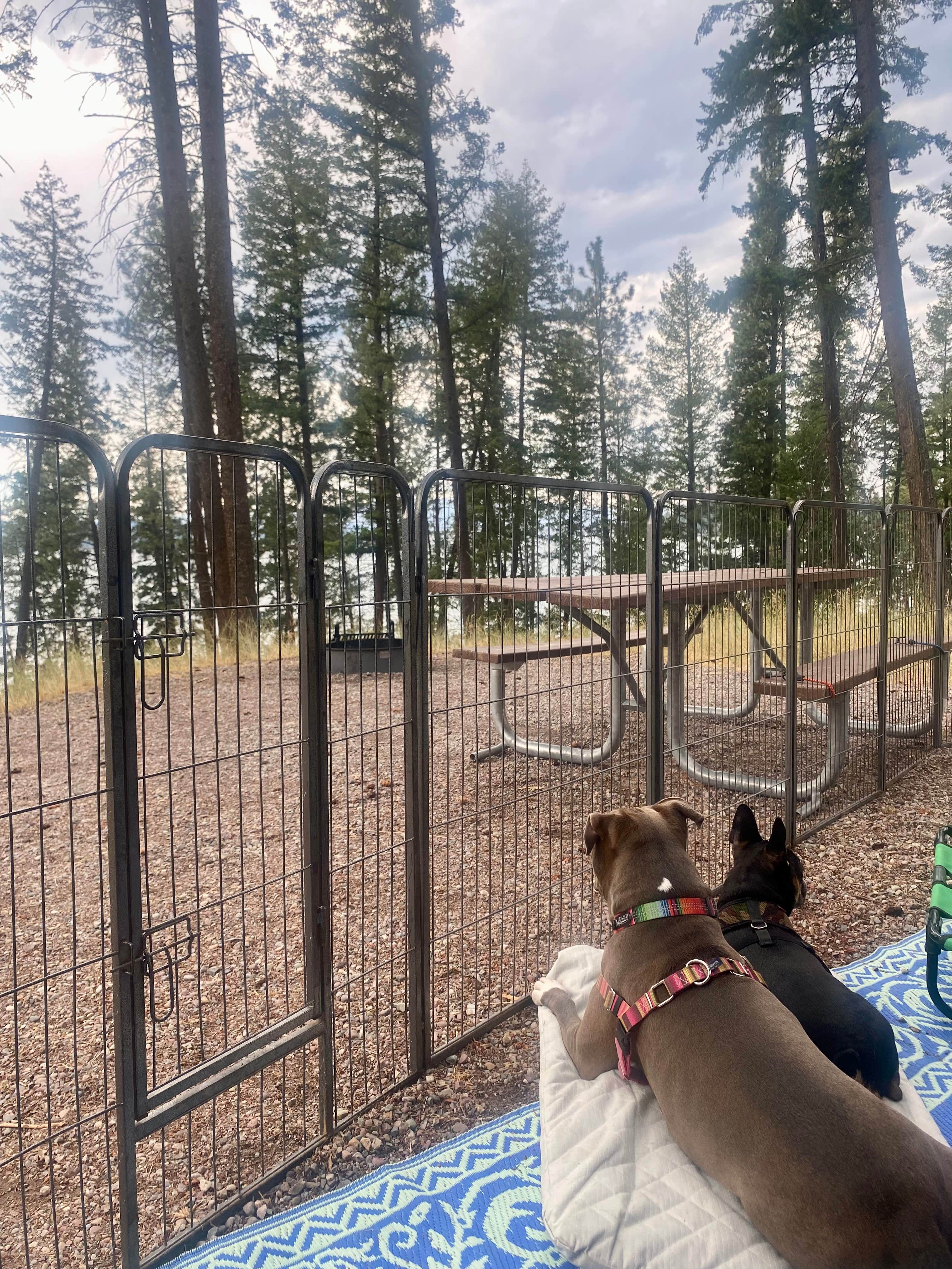 PJ F.'s photo of camping with pets at Finley Point Unit — Flathead Lake State Park near Condon, MT