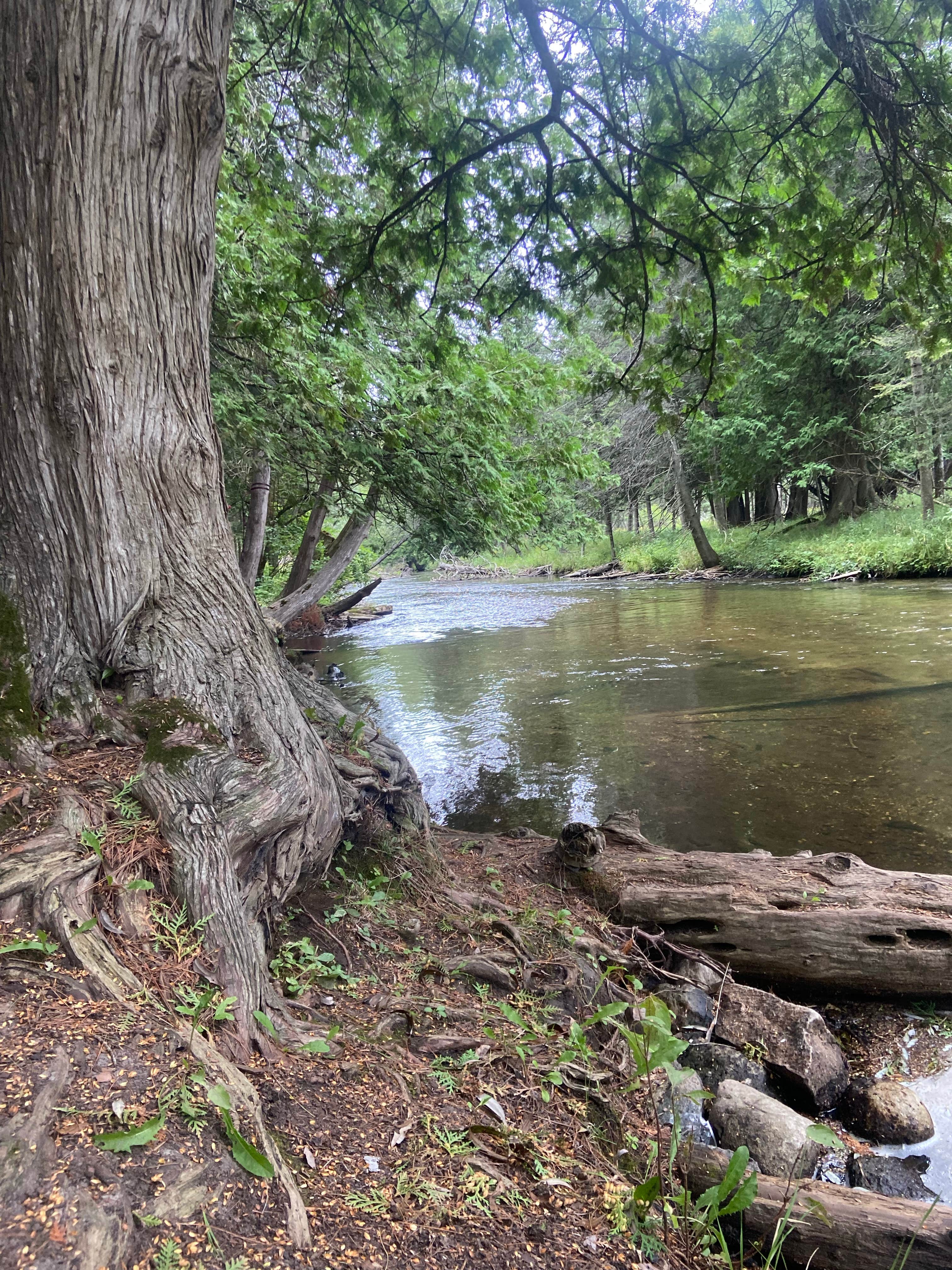 Camper submitted image from Forks State Forest Campground - 3