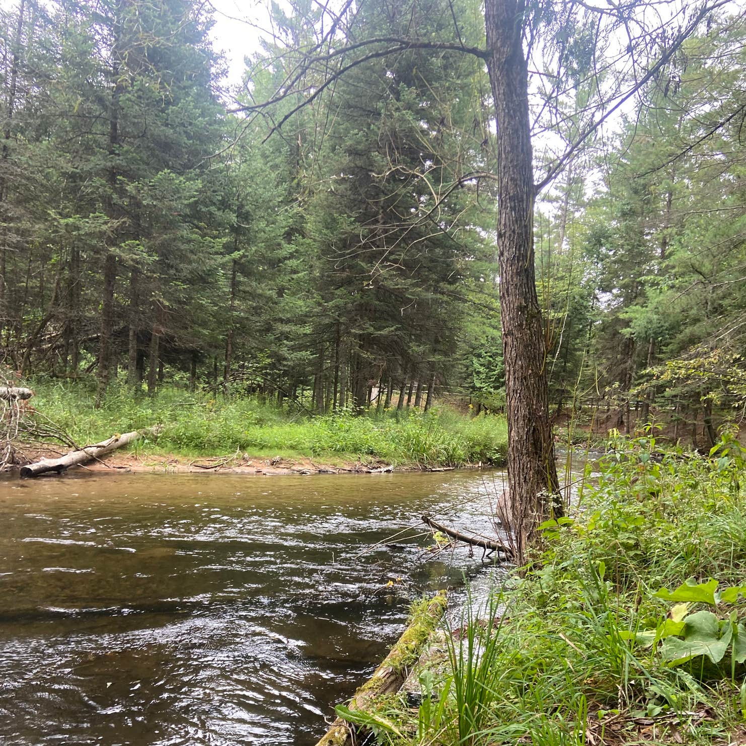 Forks State Forest Campground Traverse City, MI