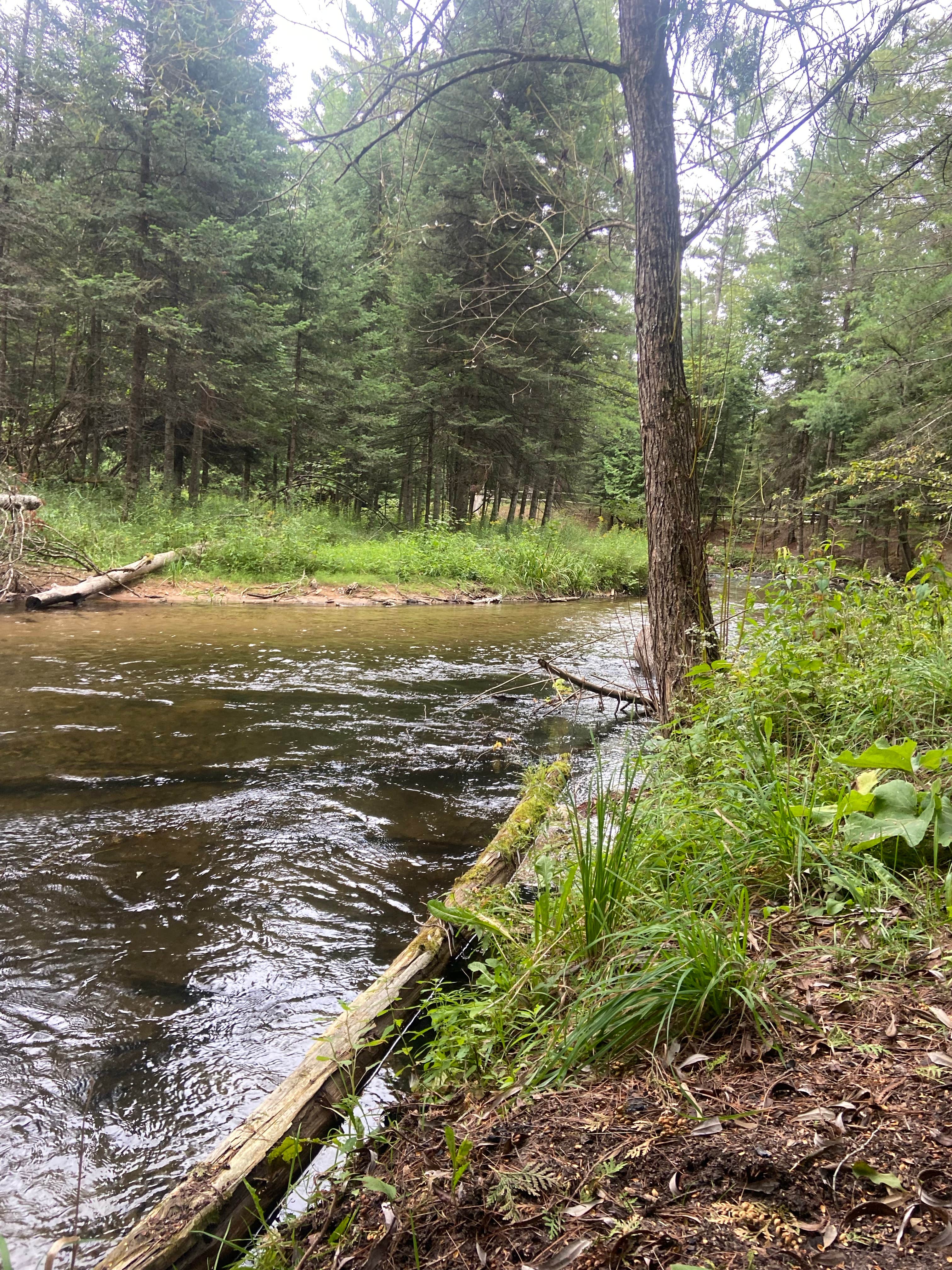 Camper submitted image from Forks State Forest Campground - 2