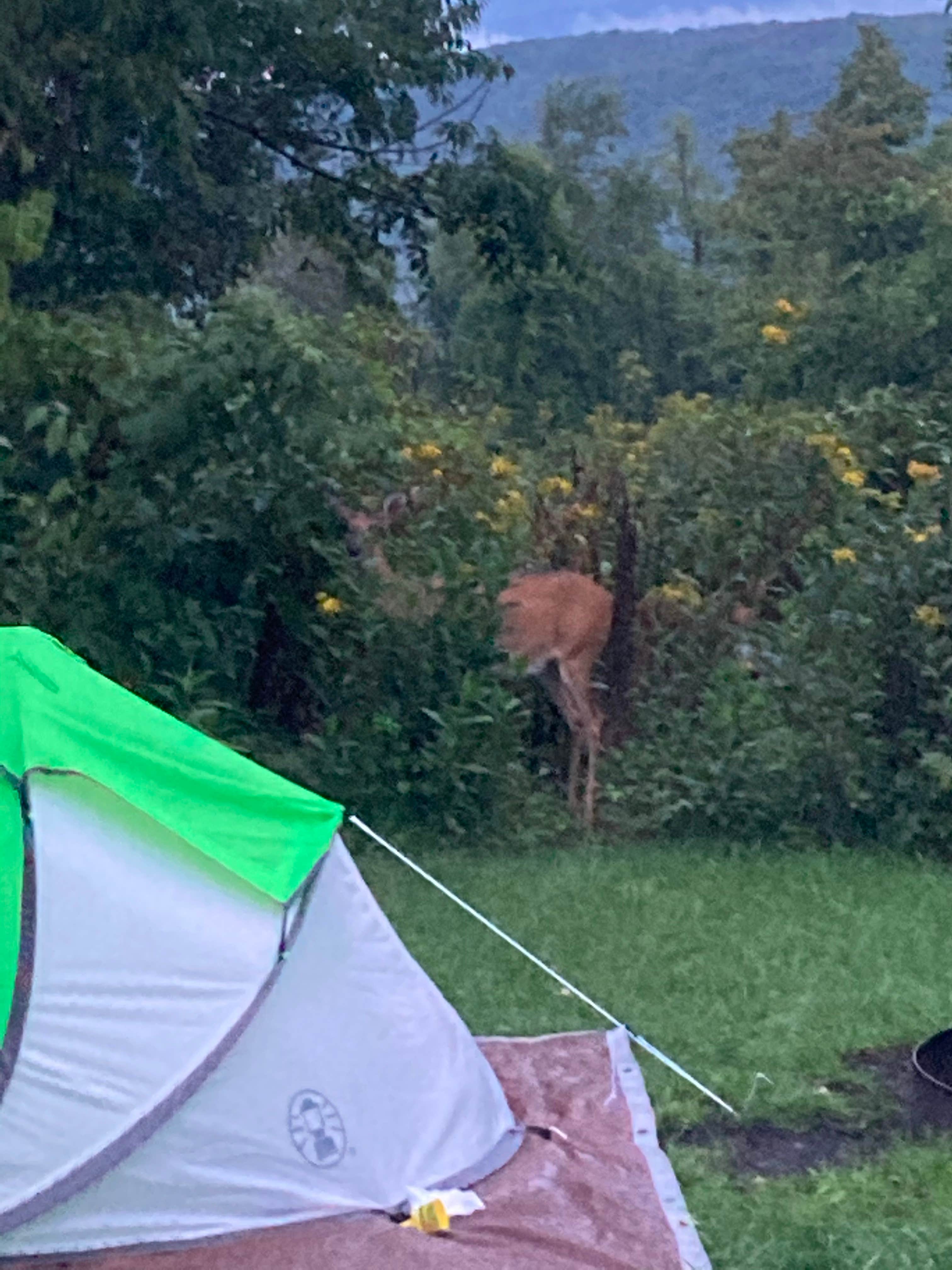 Bella J.'s photo at Loft Mountain Campground — Shenandoah National Park near Madison, VA
