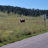 Bison in the area