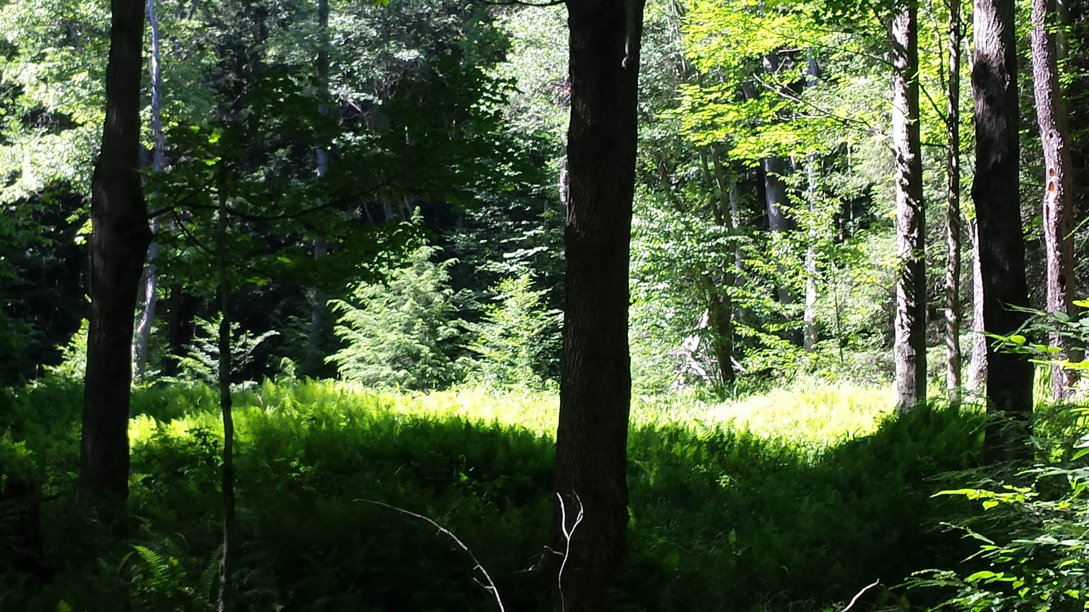 Camper-submitted photo at Chapman State Park Campground near Marienville, PA