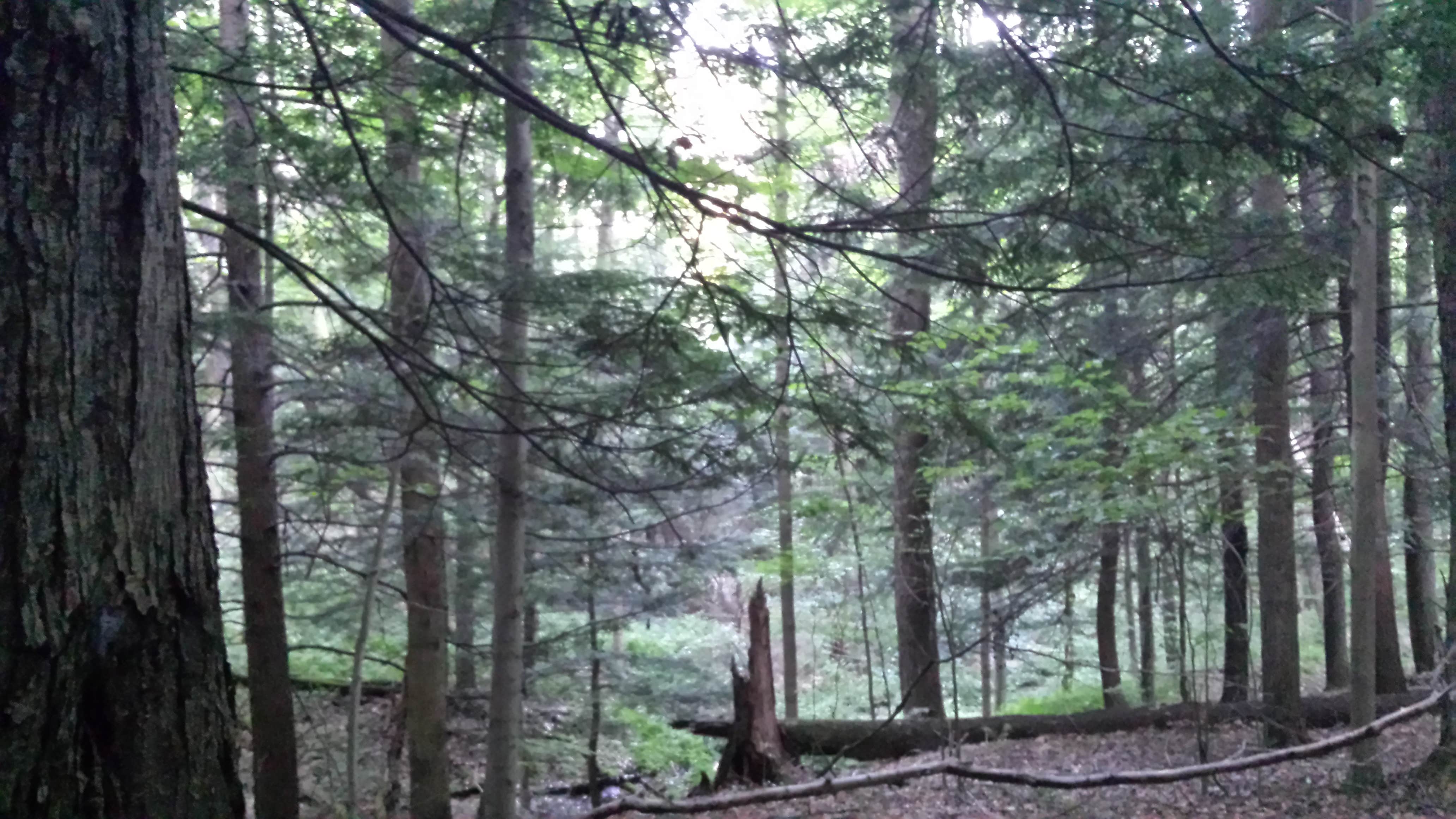 Lumber Trail