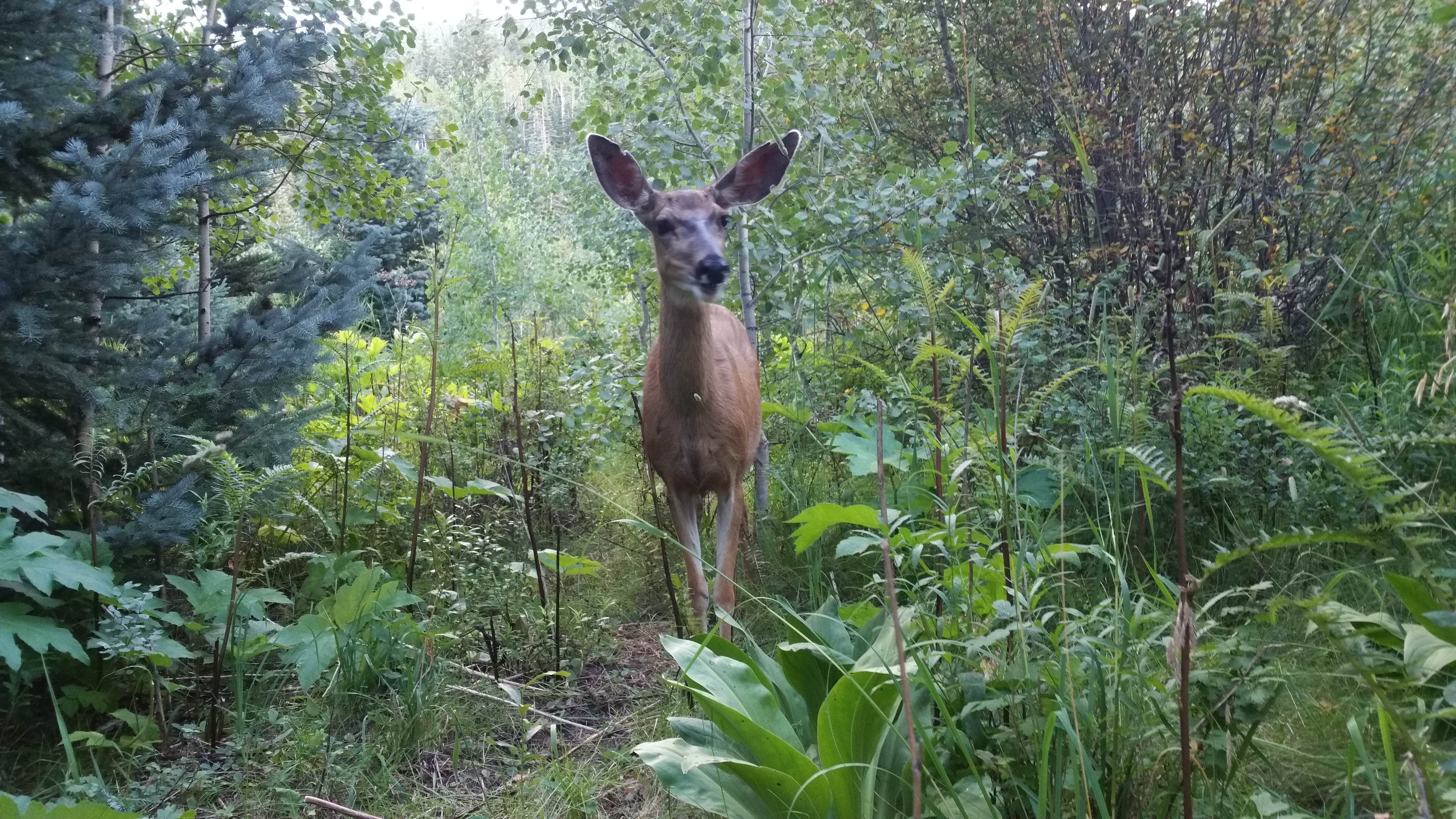 Camper submitted image from McClure Campground - 3