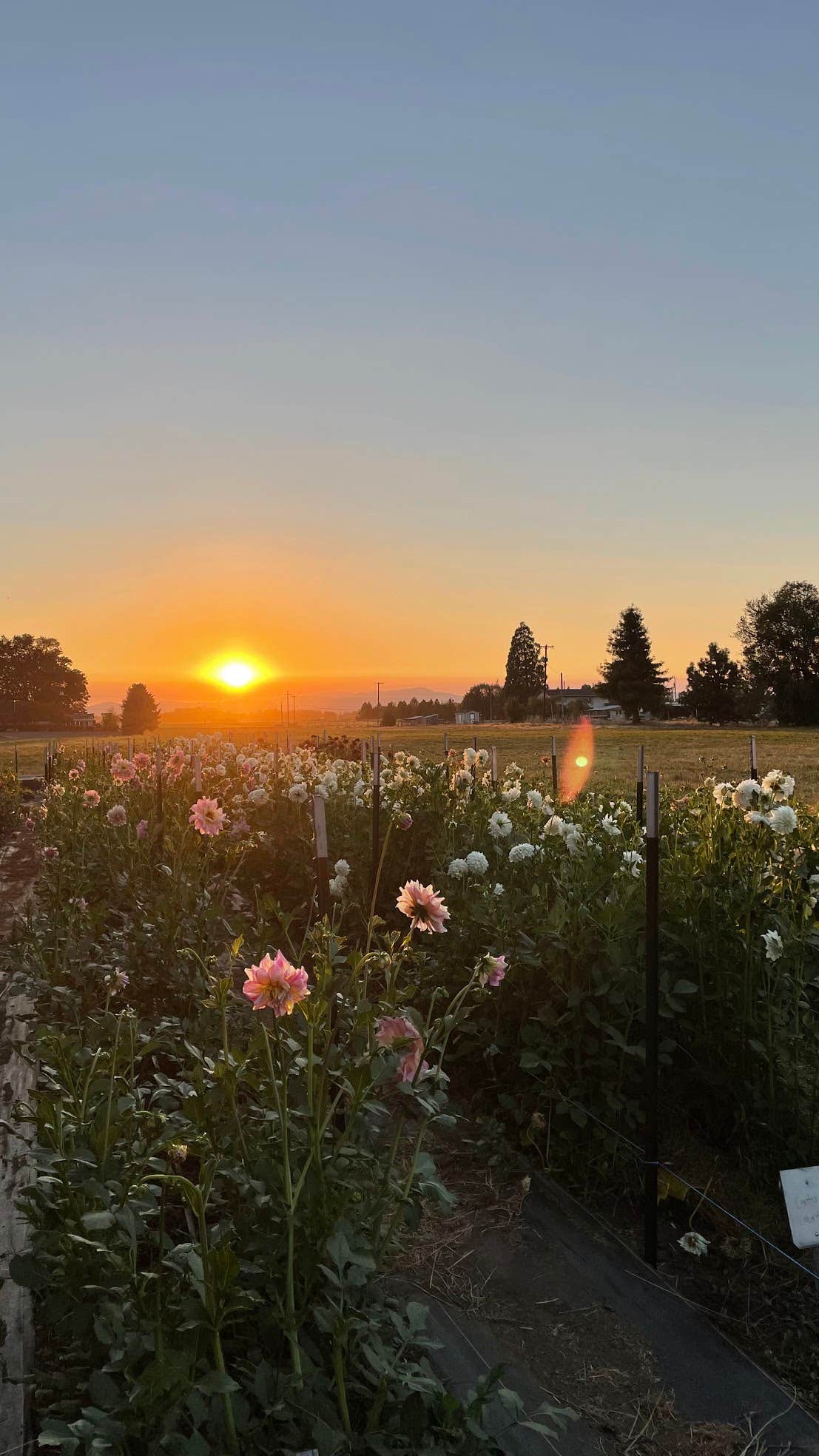 Camper-submitted photo at Hues Flower Farm & Nursery near Eugene, OR