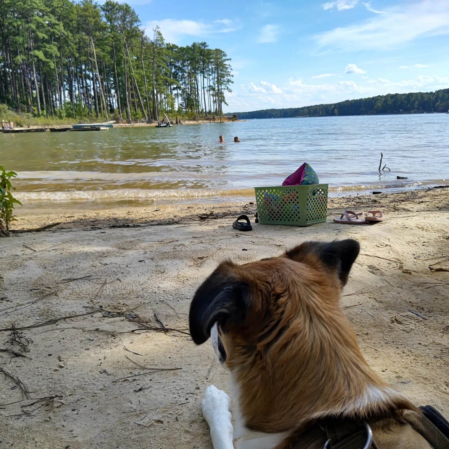 adam B.'s photo of camping with pets at Kimball Point Campground — Kerr Lake State Recreation Area near Rocky Mount, NC