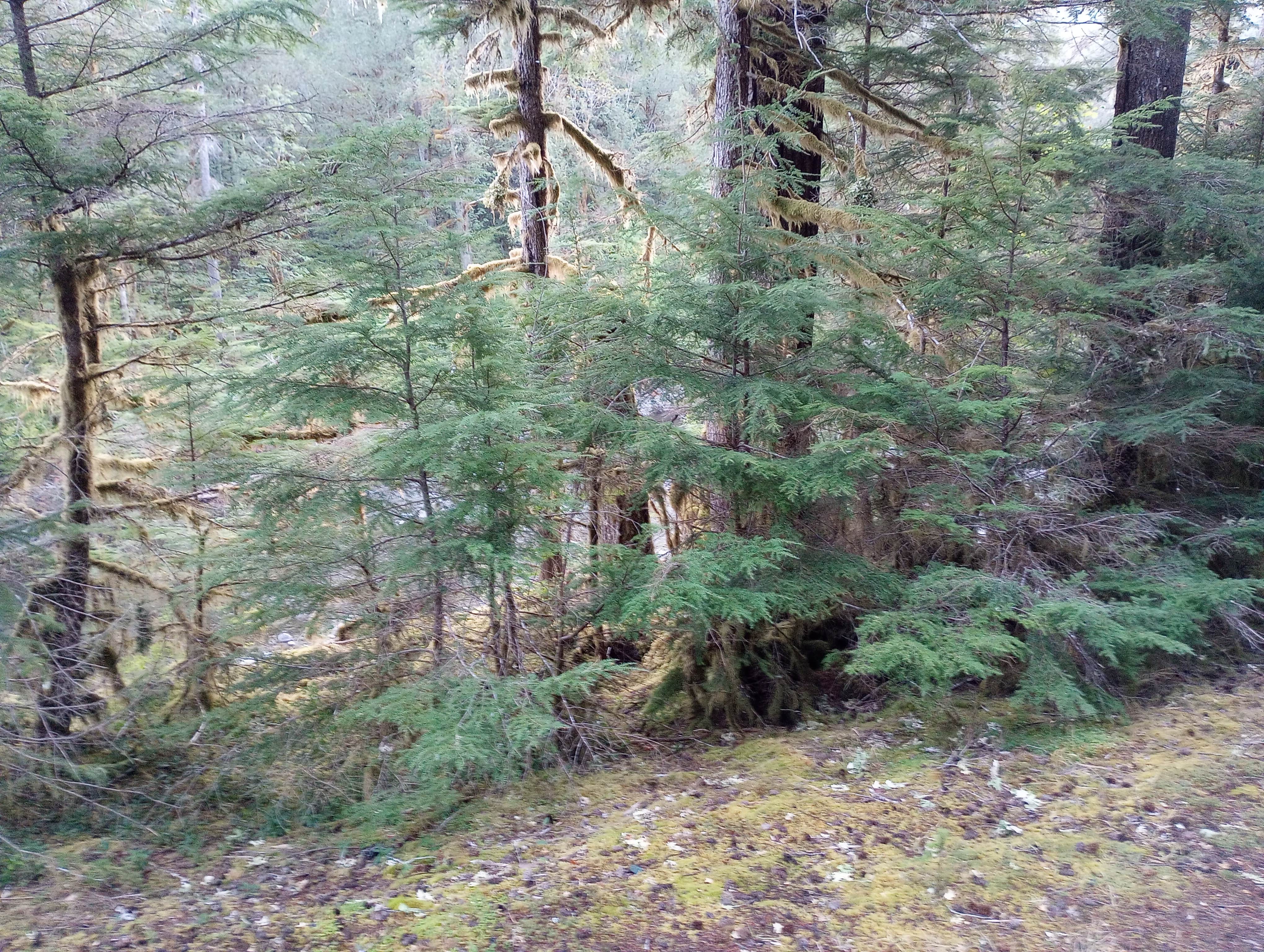 Camper-submitted photo at Dispersed Camping NF 2918 — Olympic National Park near Forks, WA