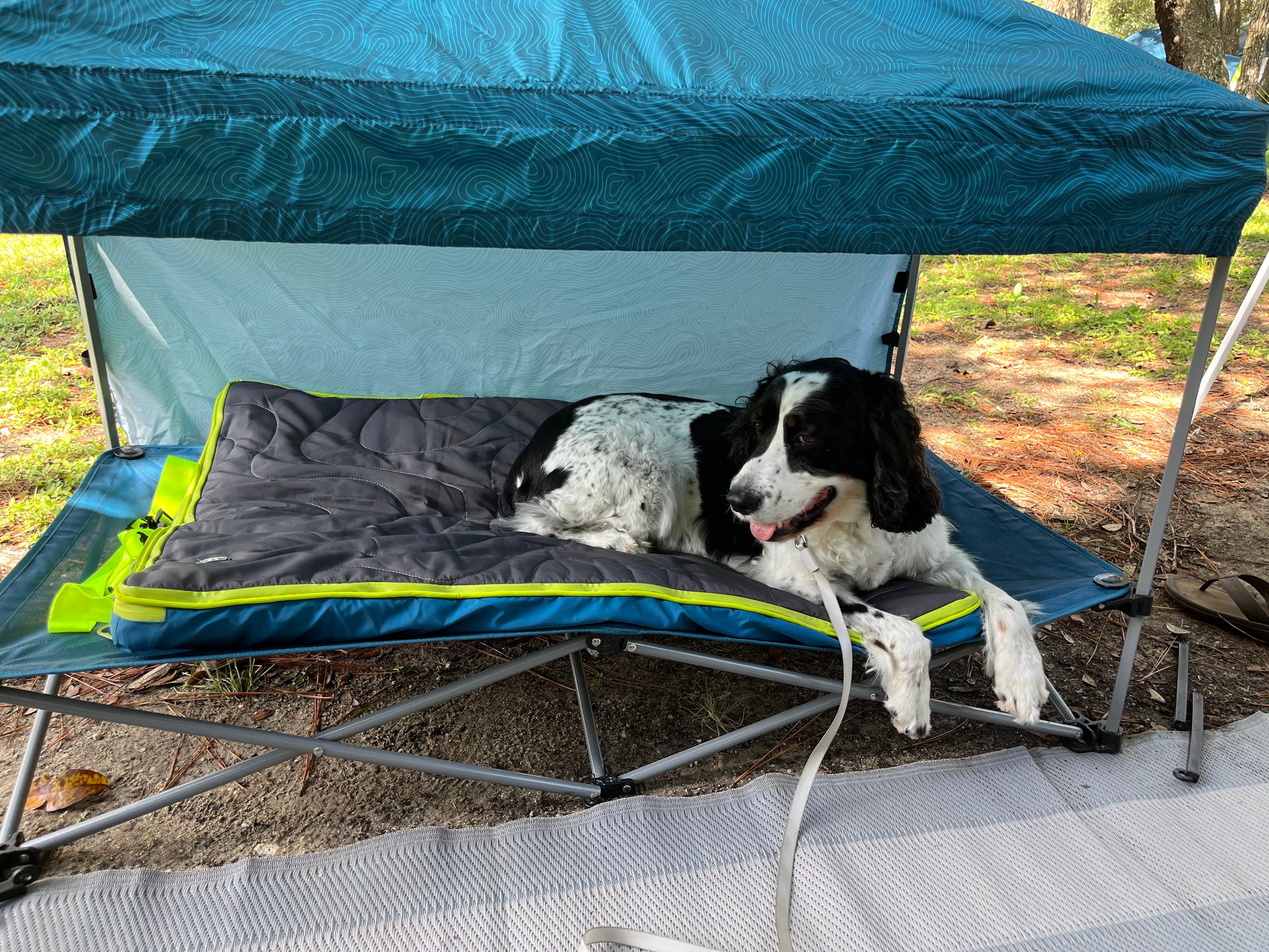 Amy M.'s photo of camping with pets at Salt Springs Recreation Area near Ocala National Forest