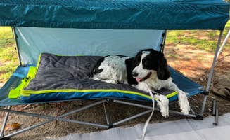 Amy M.'s photo of camping with pets at Salt Springs Recreation Area near Welaka, FL