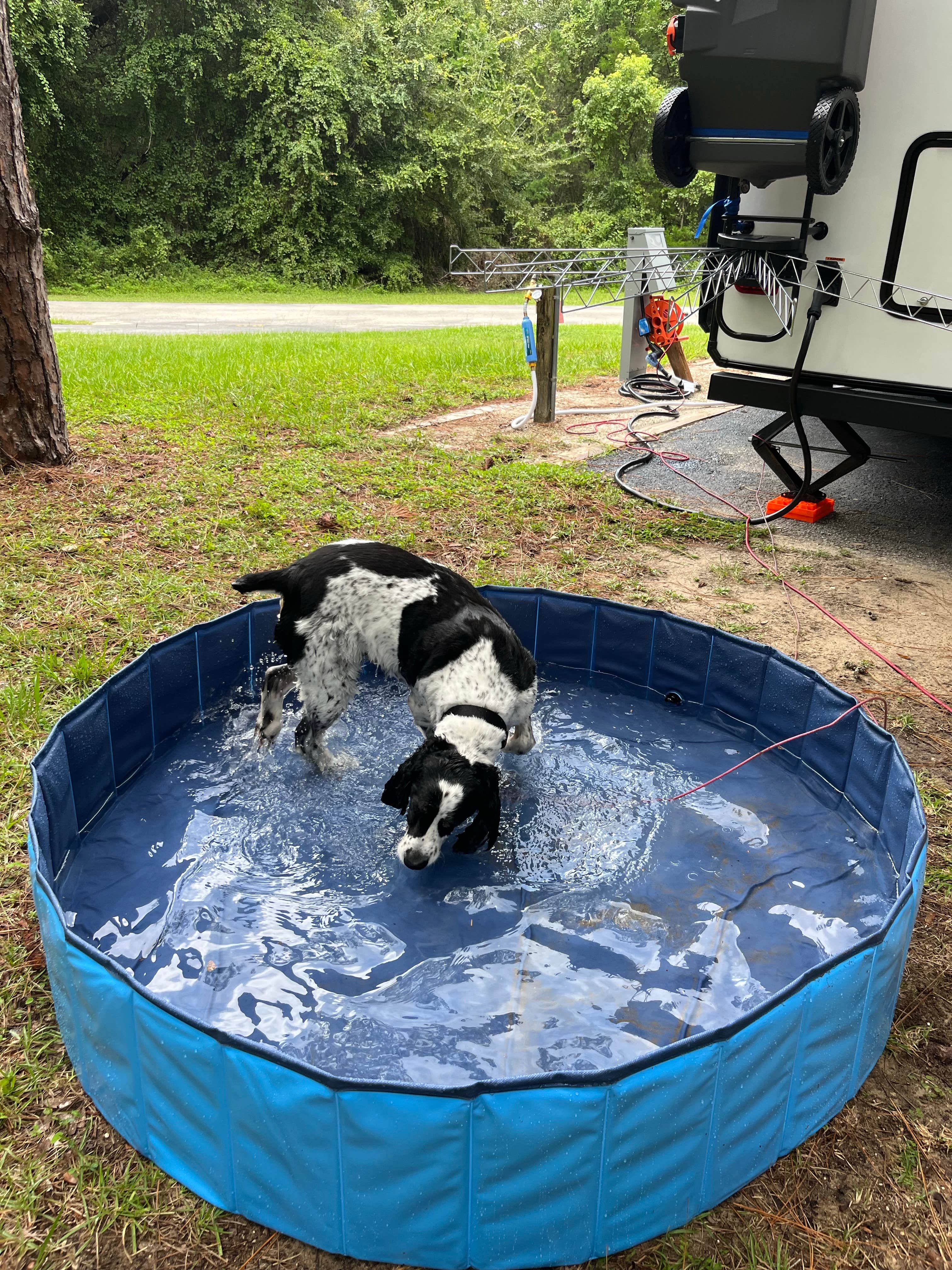 Amy M.'s photo of camping with pets at Salt Springs Recreation Area near Florahome, FL