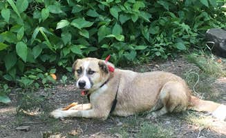 Trish .'s photo of camping with pets at Beavers Bend State Park Campground in Oklahoma