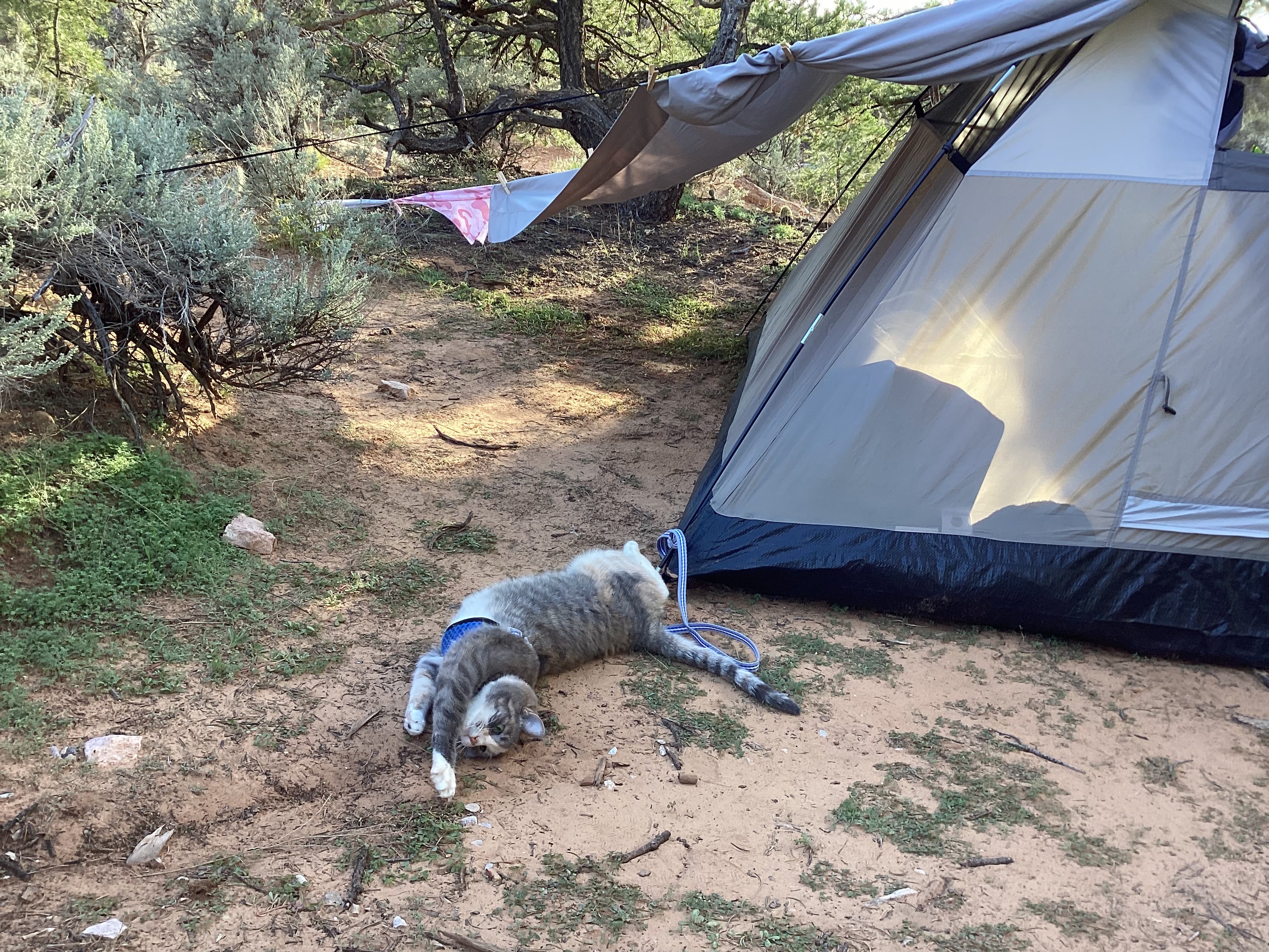 Camper submitted image from Navajo National Monument Sunset View Campground - 1