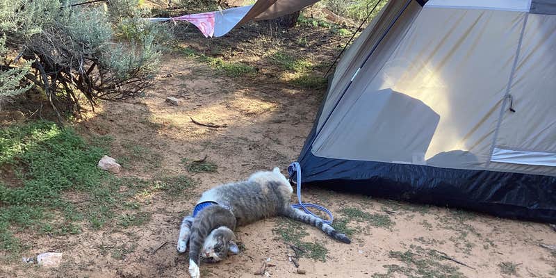 Camper submitted image from Navajo National Monument Sunset View Campground