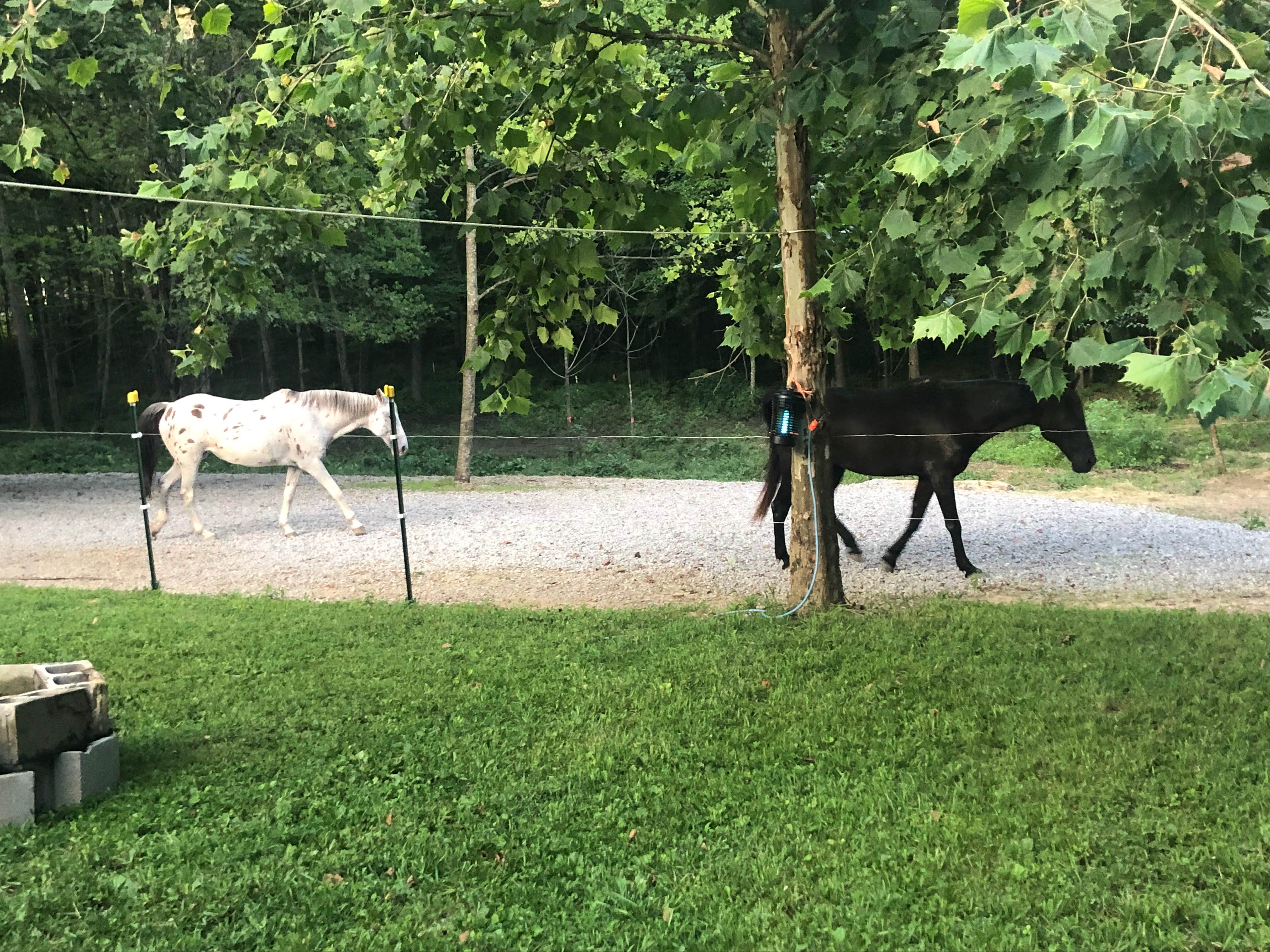 Laura K.'s photo of camping with a horse at King's Coach Stop in Tennessee