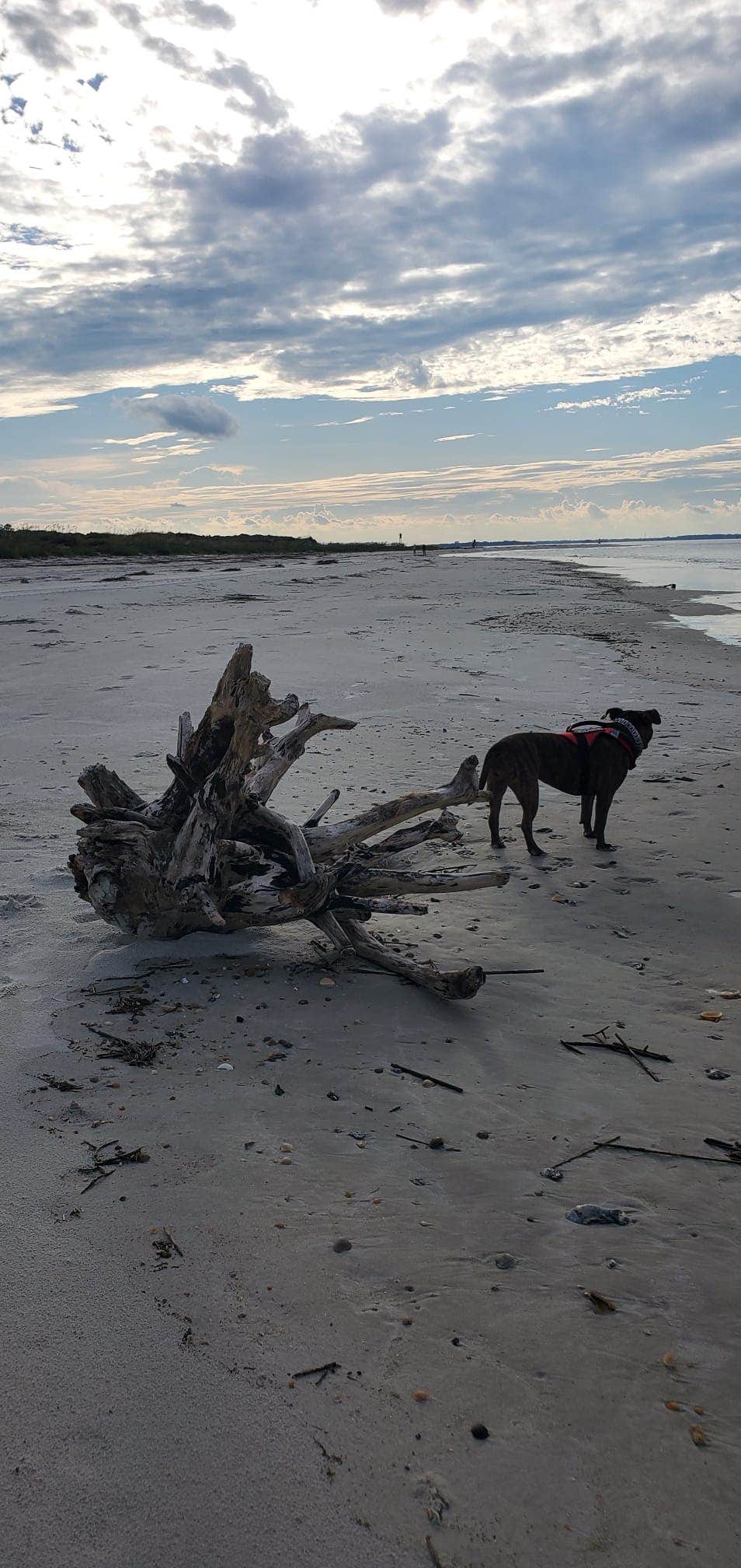 Cesar P.'s photo of camping with pets at Atlantic Beach Campground — Fort Clinch State Park near Jacksonville Beach, FL