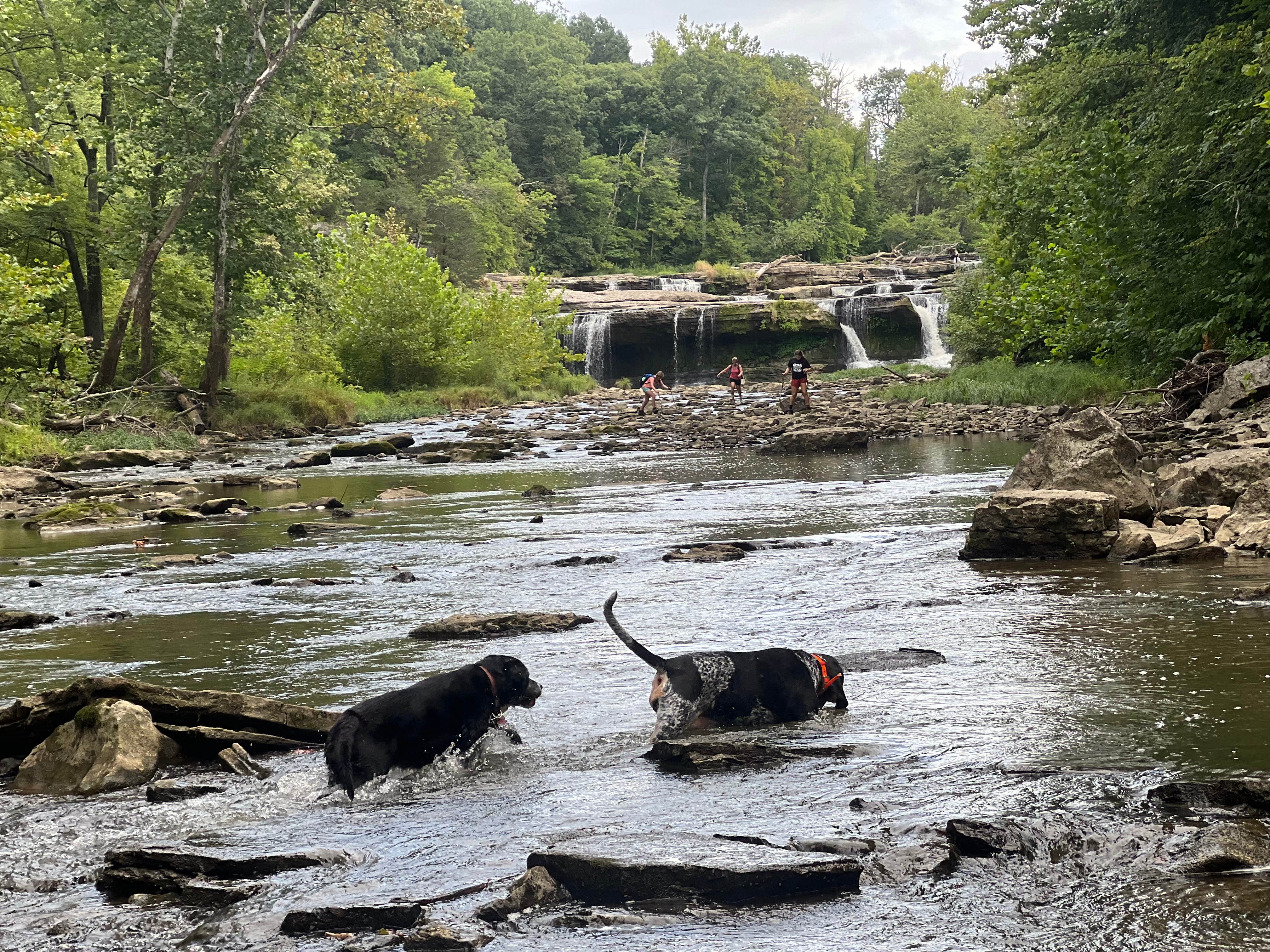 Austin M.'s photo of camping with pets at Lieber State Recreation Area Campground near Ellettsville, IN