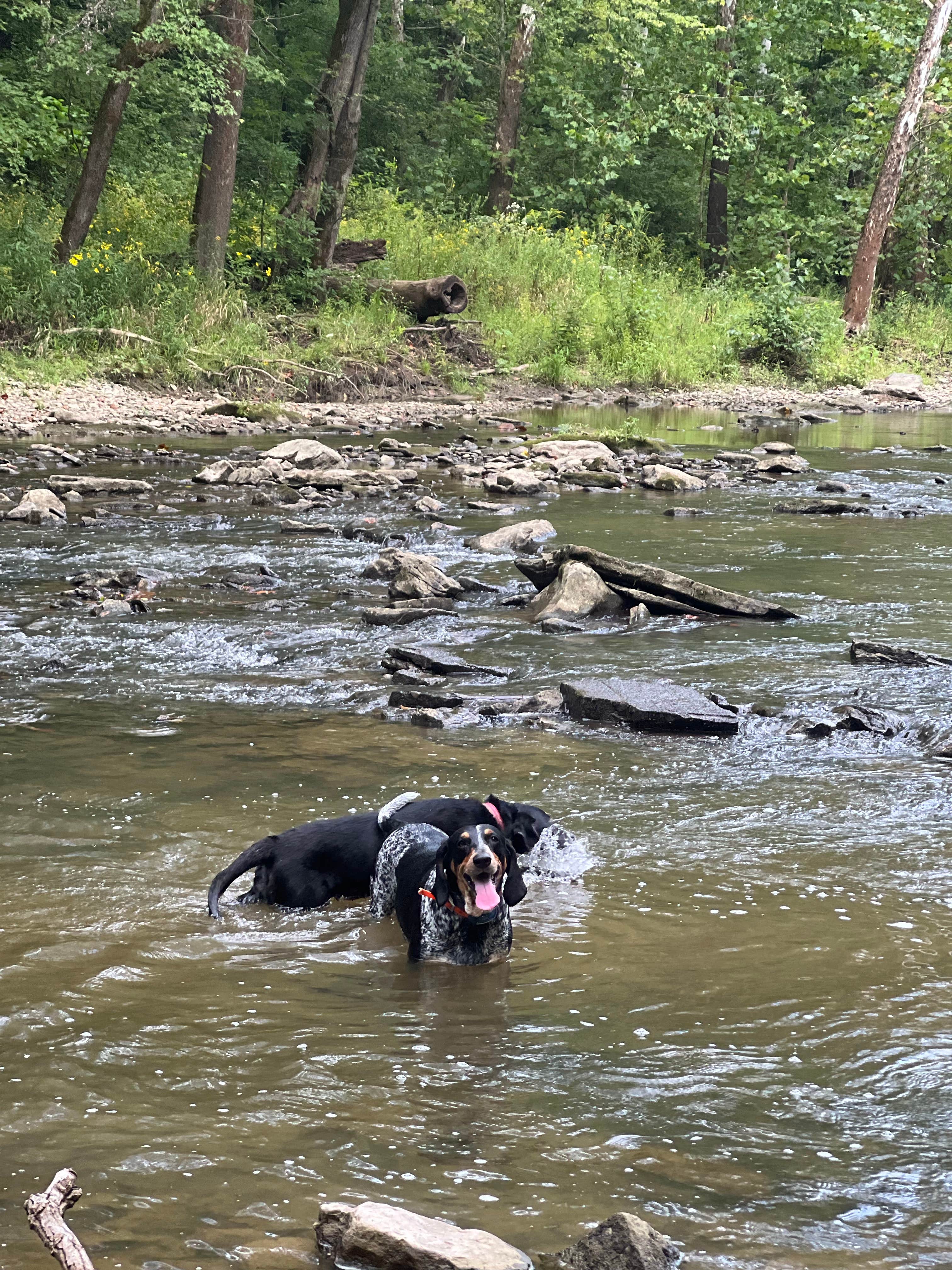 Austin M.'s photo of camping with pets at Lieber State Recreation Area Campground near Carlisle, IN