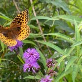 Review photo of Brandywine Lake Campground — Shenandoah Wildlife Management Area by Beth R., September 5, 2022