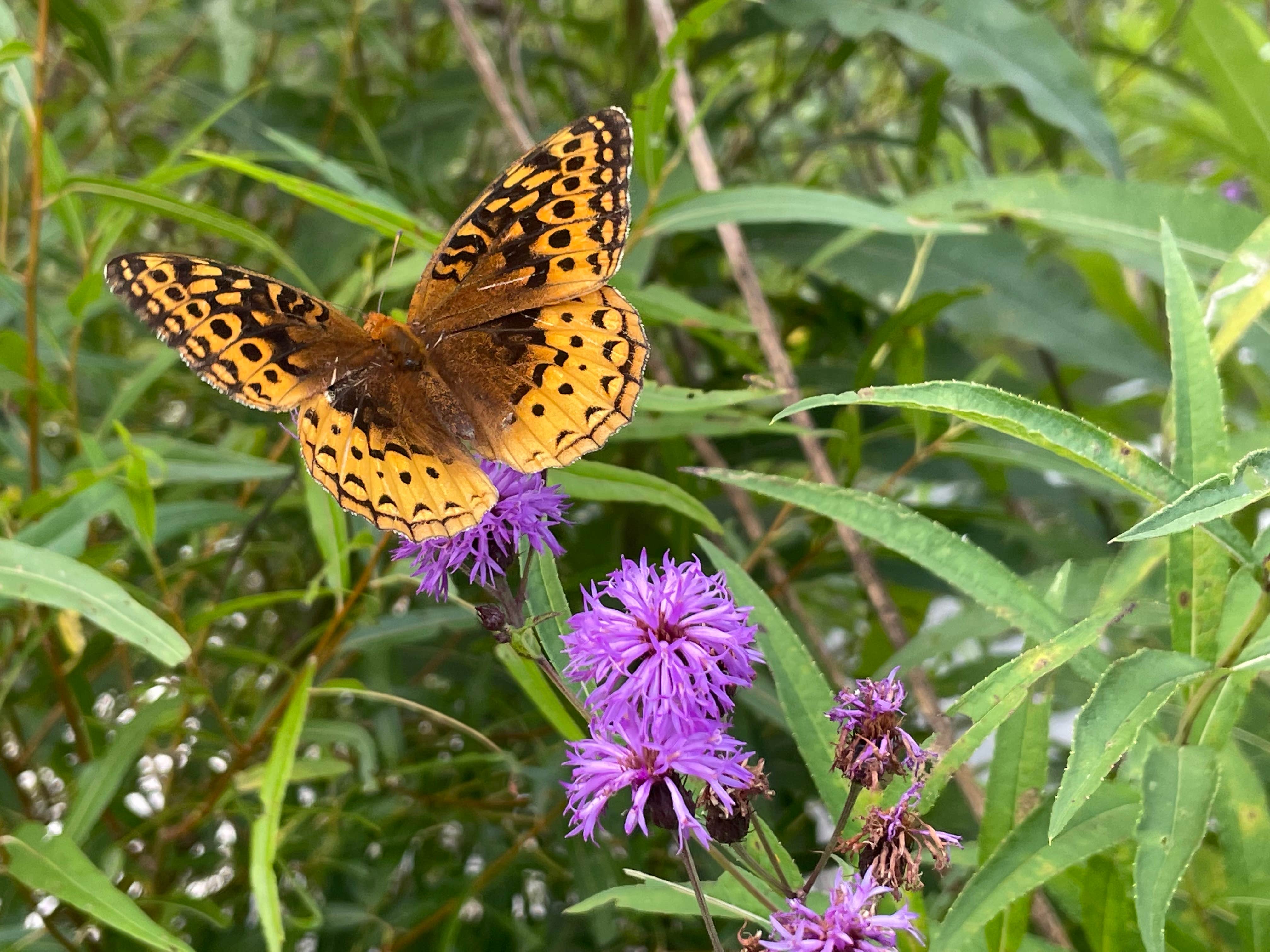 Camper submitted image from Brandywine Lake Campground — Shenandoah Wildlife Management Area - 4