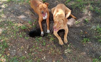 Elizabeth's photo of camping with pets at Rainbow Campground near Valdosta, GA